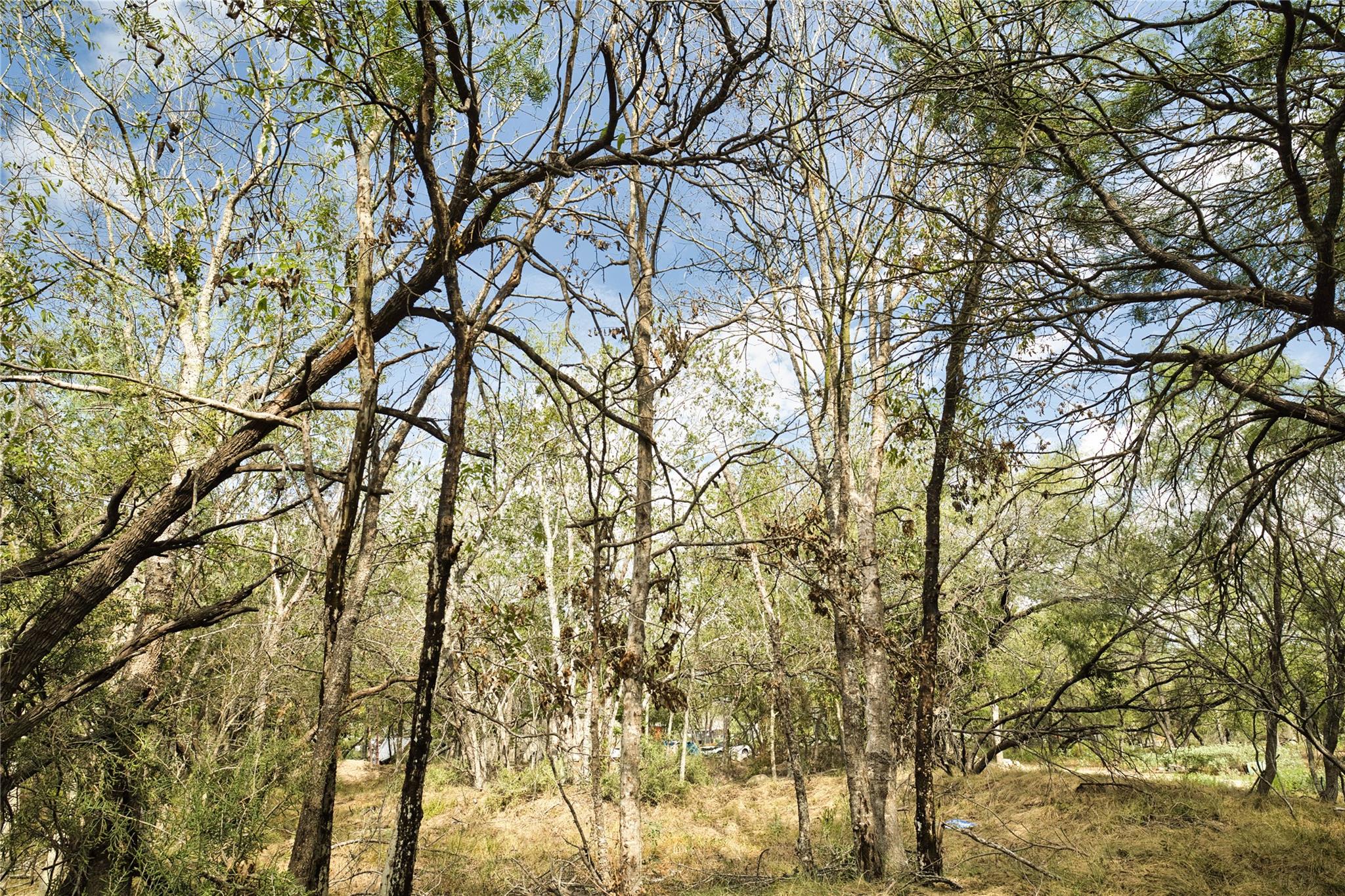 2900 Salt Flat Rd Property Photo 10