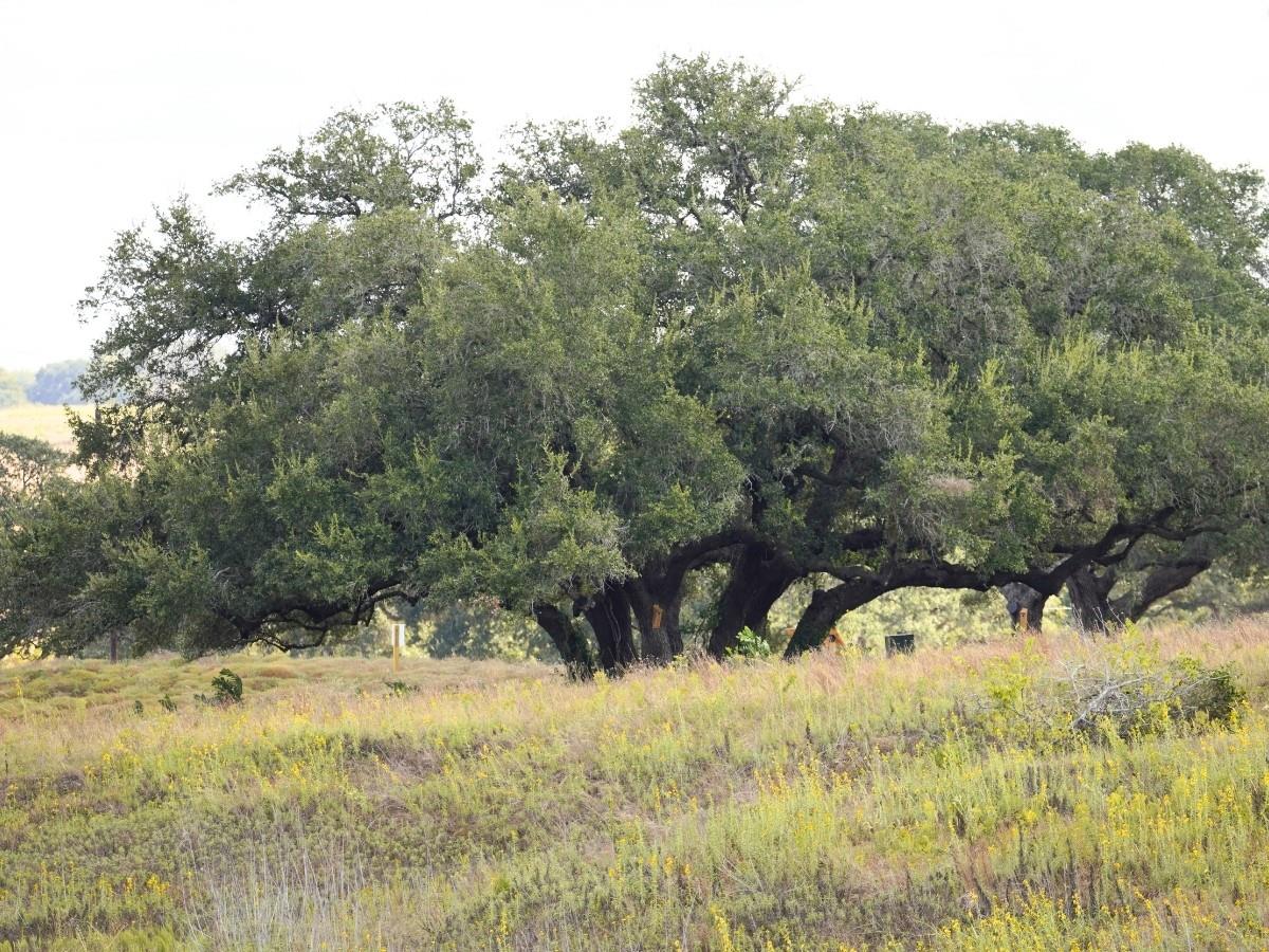 3061 Fm 956 None Property Photo 5