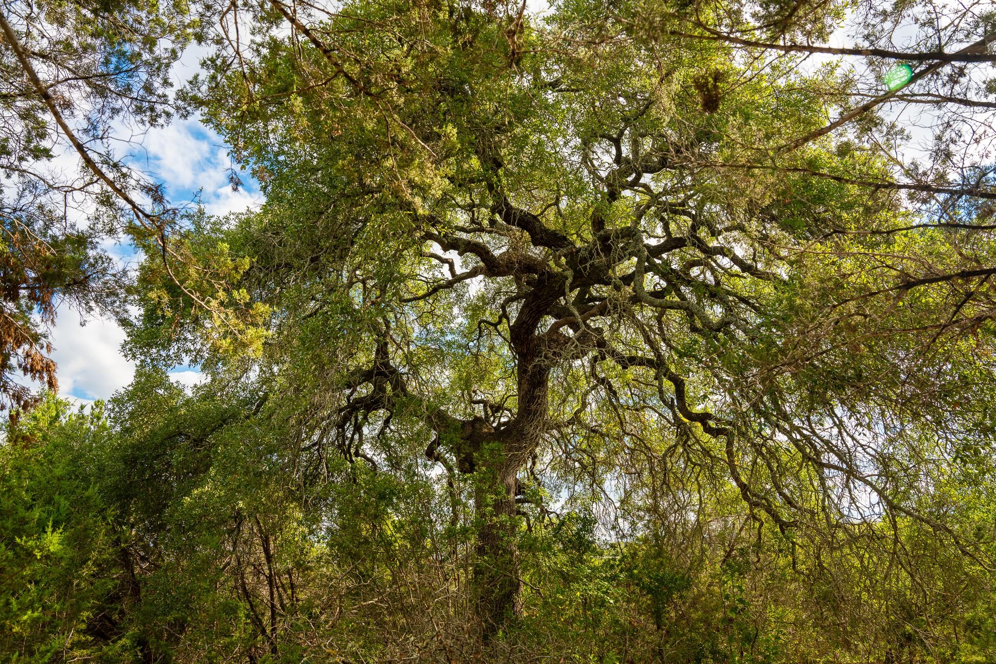 31171 Ranch Road 12 None Property Photo 2