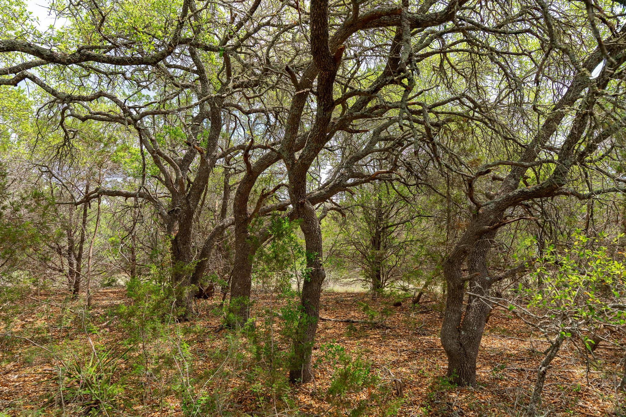 31171 Ranch Road 12 None Property Photo 23