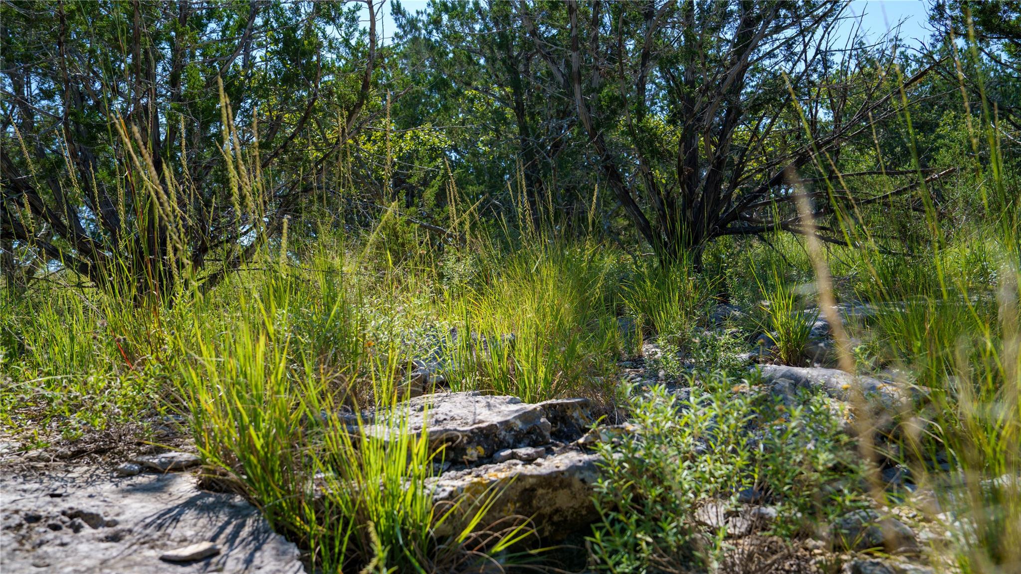 150 Branched Out Trail None Property Photo 7