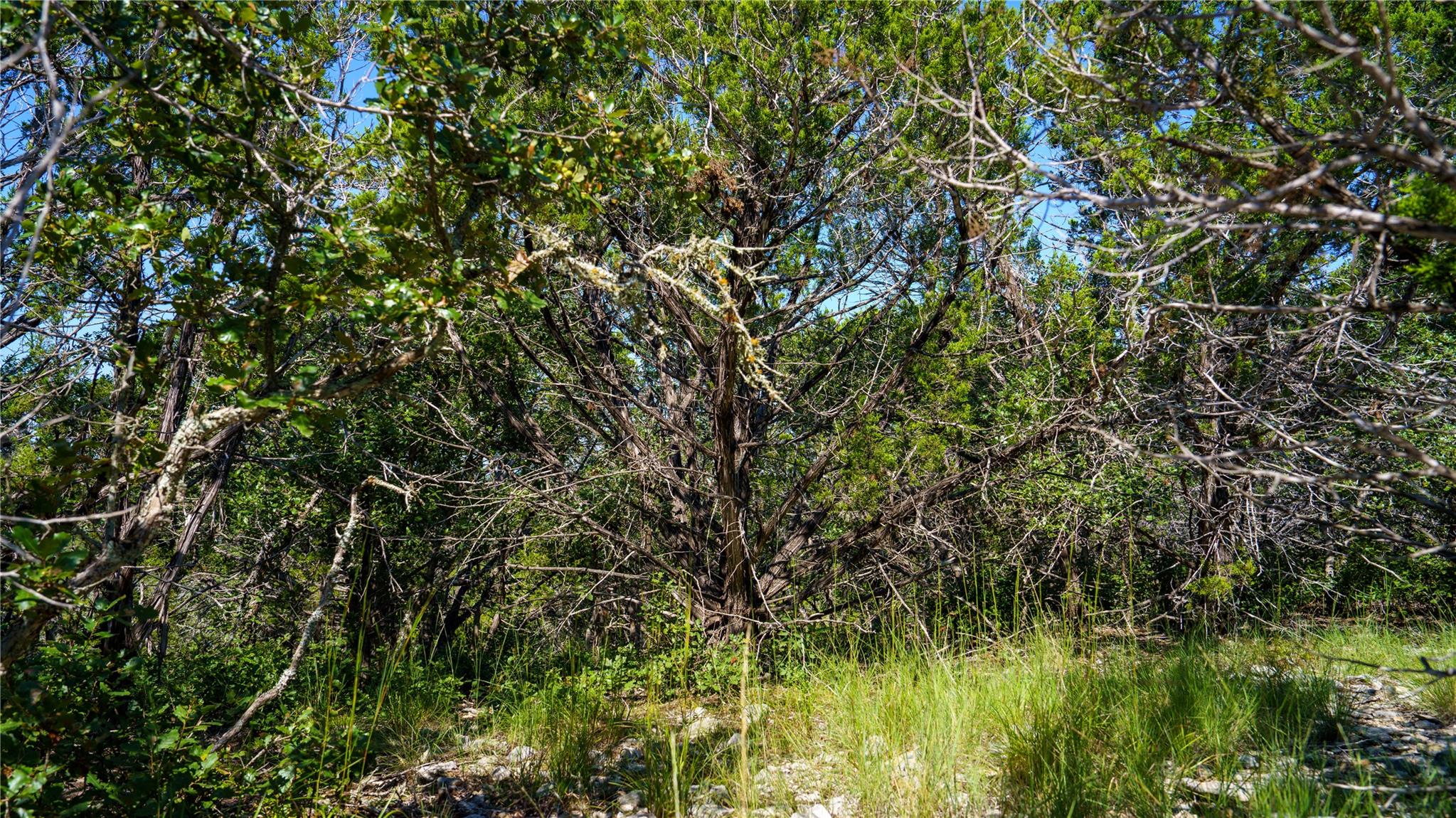 150 Branched Out Trail None Property Photo 13