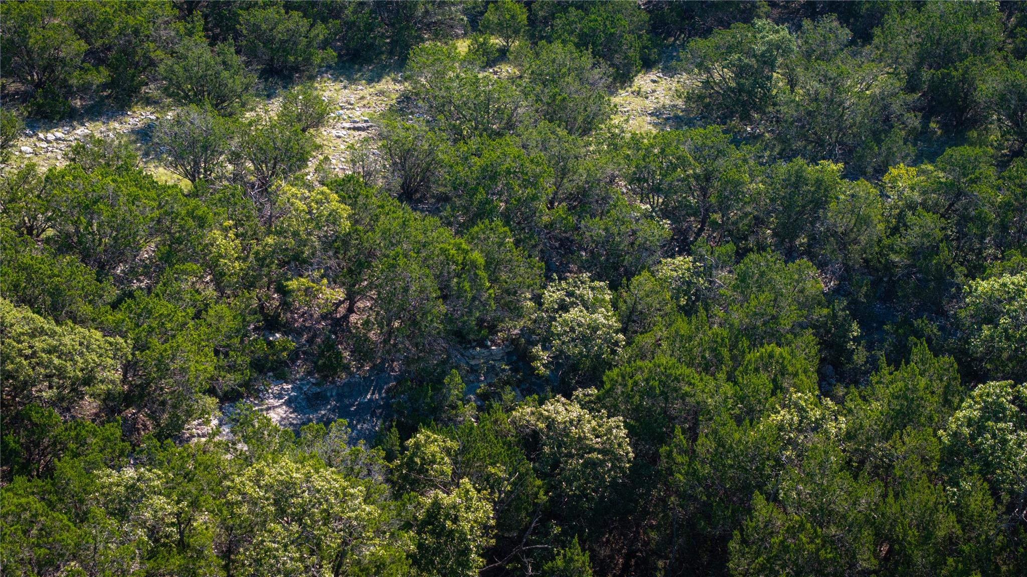 150 Branched Out Trail None Property Photo 17