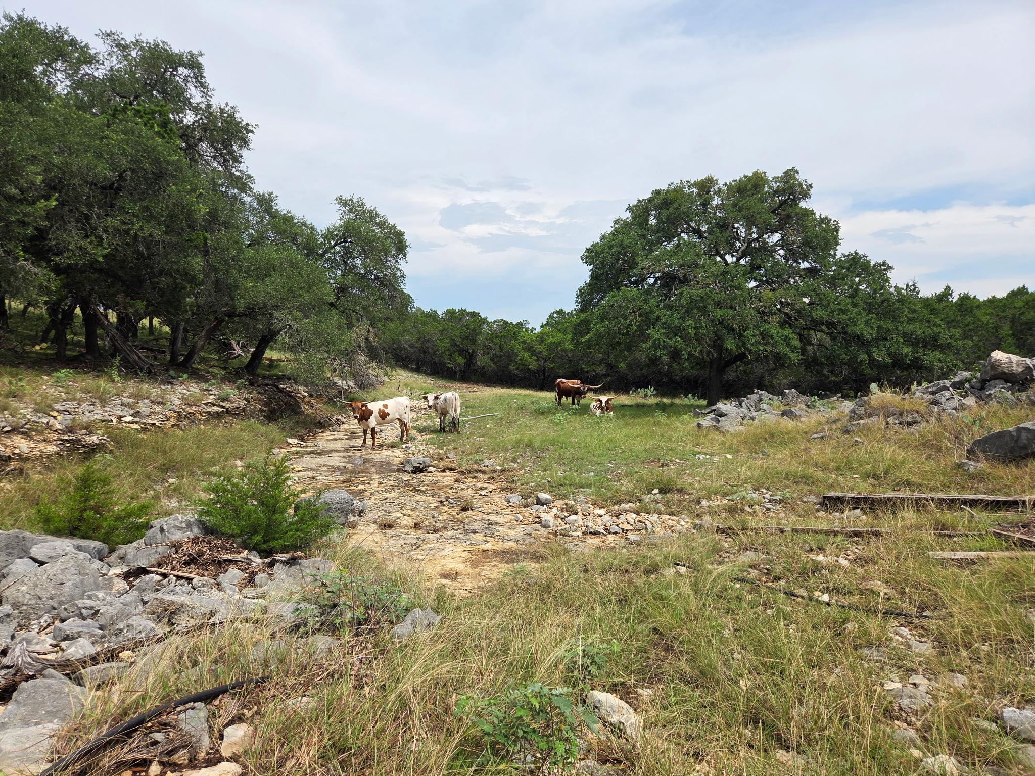 28070 Natural Bridge Caverns Rd Property Photo 2