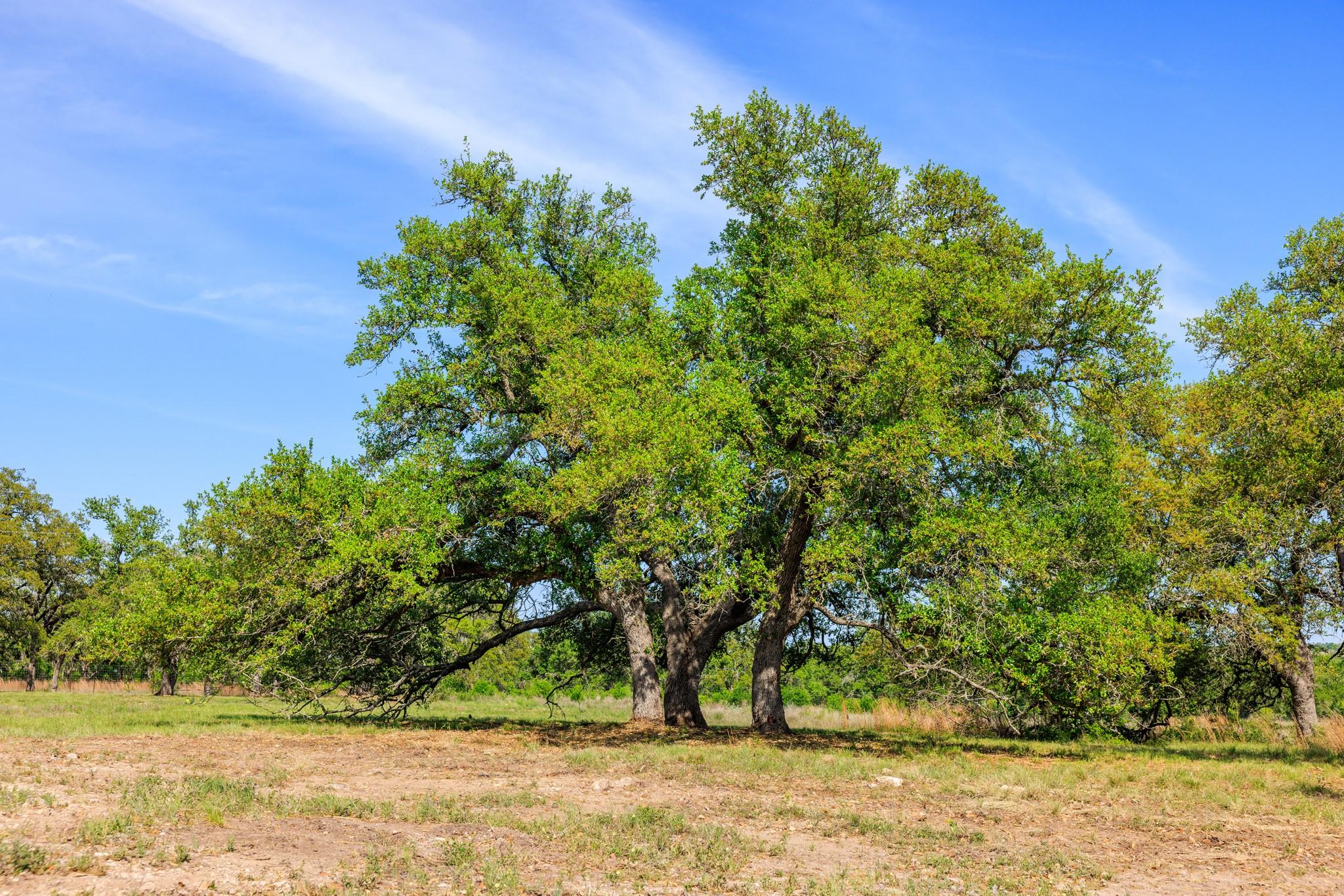 Lot 2 Byrd Ranch Rd Property Photo 27