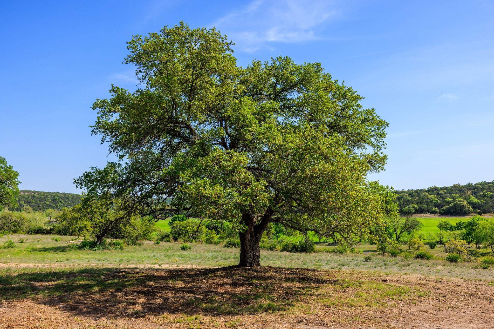 Lot 2 Byrd Ranch Rd Property Photo 31