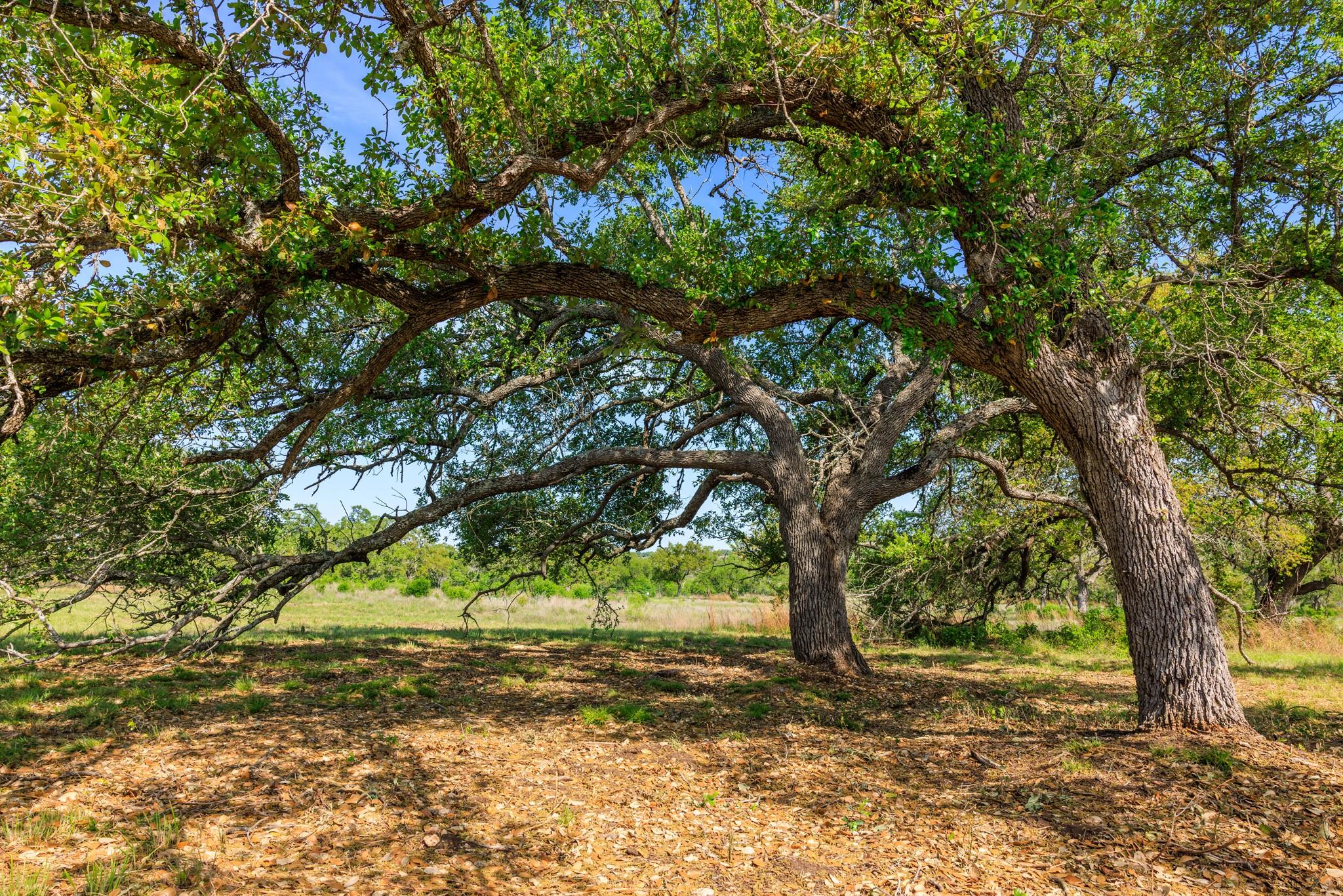 Lot 2 Byrd Ranch Rd Property Photo 32