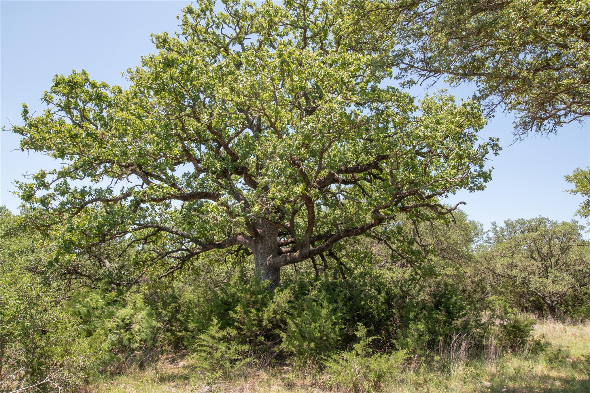 Lot 82 Shin Oak Dr Property Photo 7