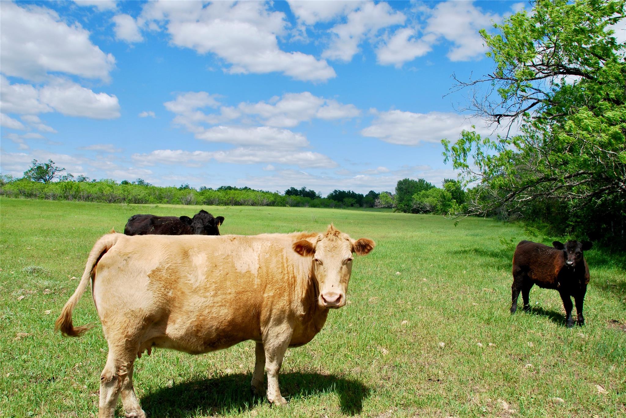 1835 Lehmann Rd Property Photo 9