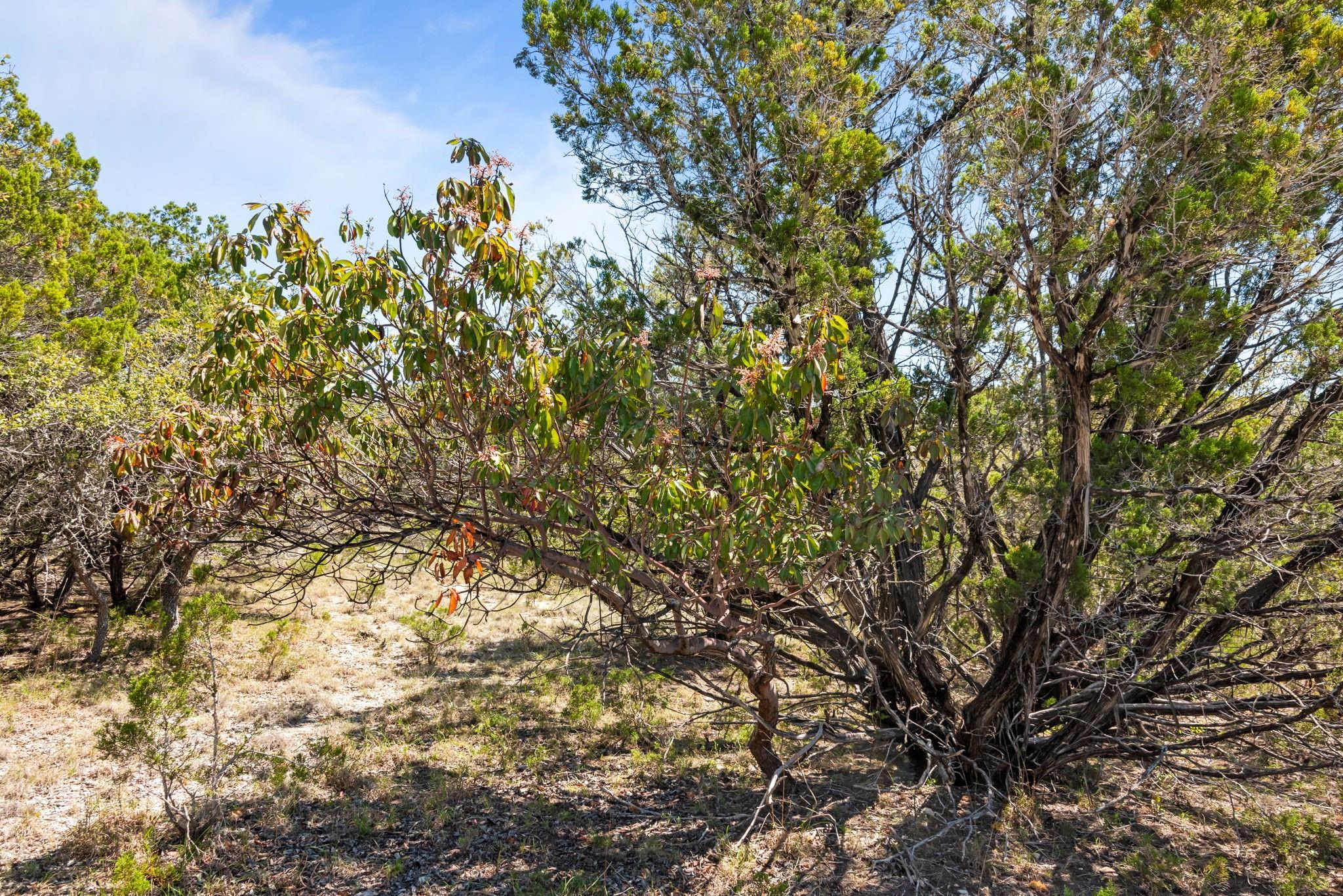 1725 Cripple Creek Stage Rd Property Photo 16