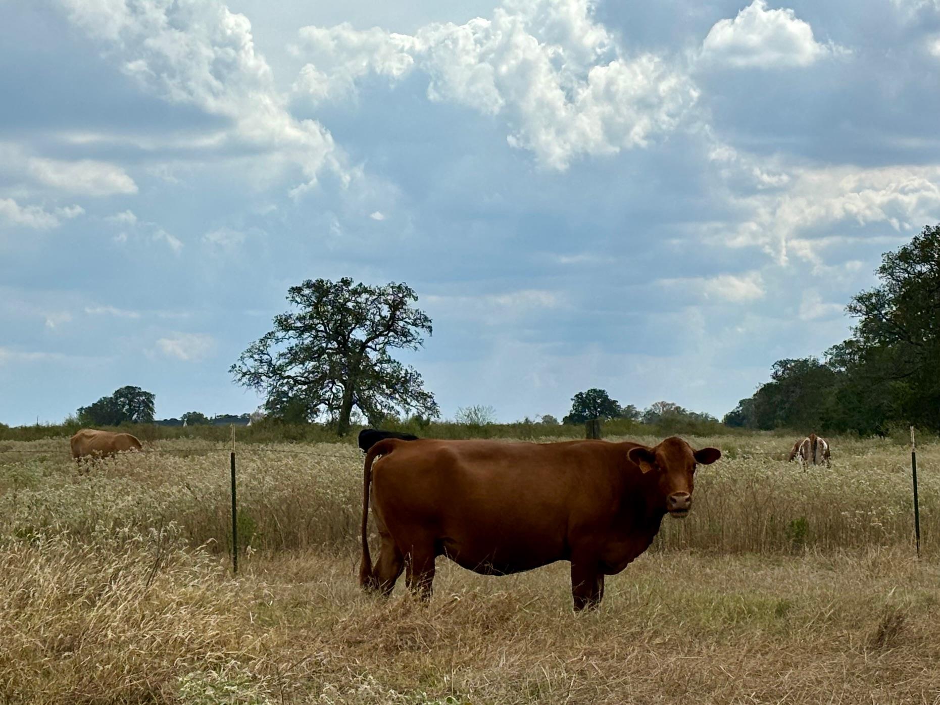 3 Big Sky Ranch Rd Property Photo 7
