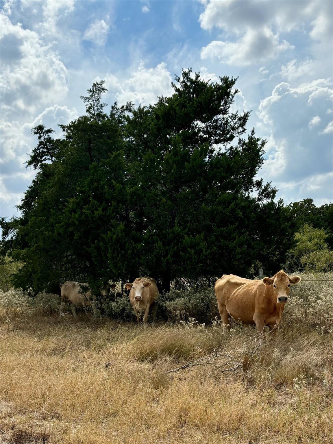 3 Big Sky Ranch Rd Property Photo 9