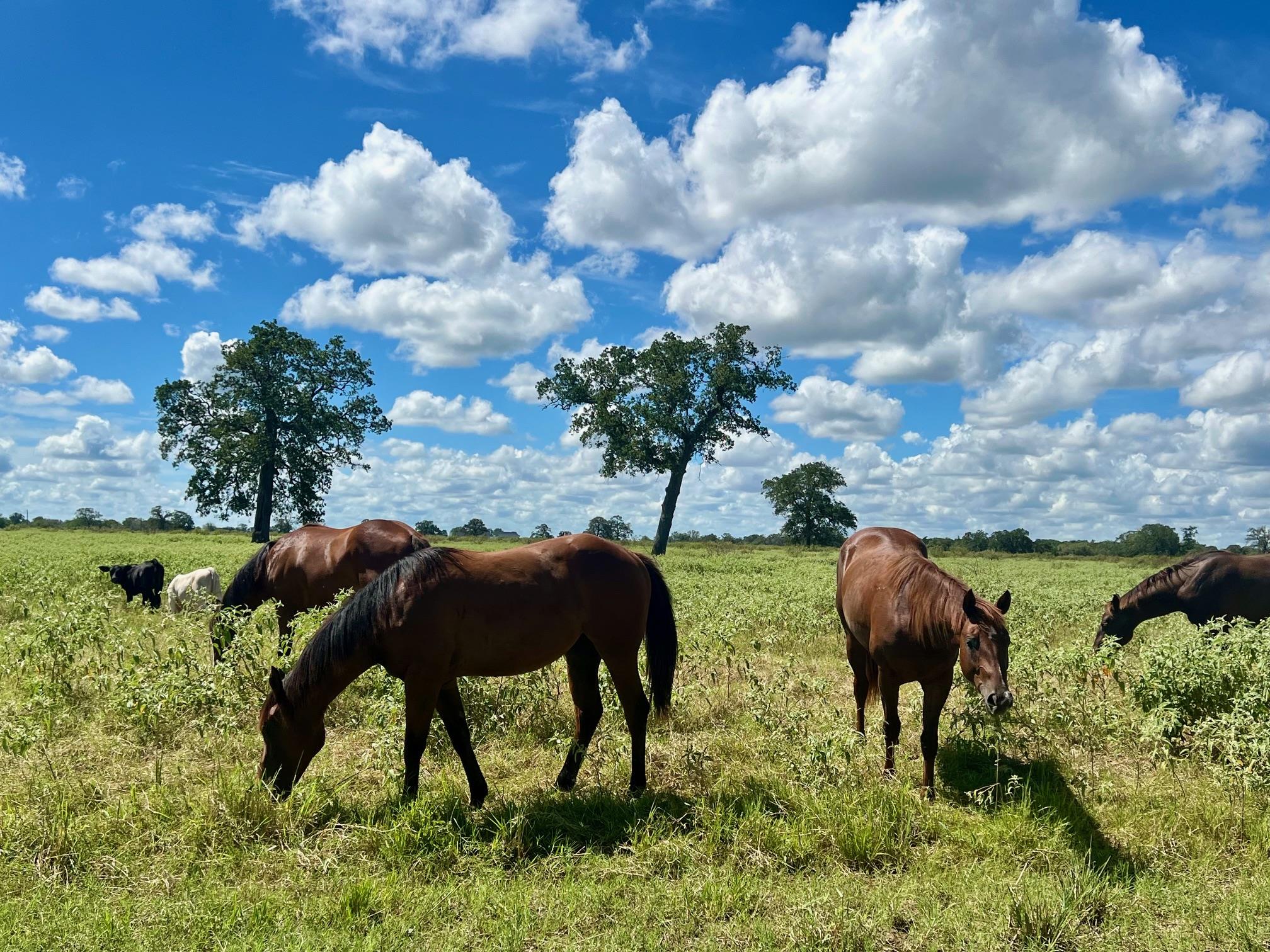 3 Big Sky Ranch Rd Property Photo 10