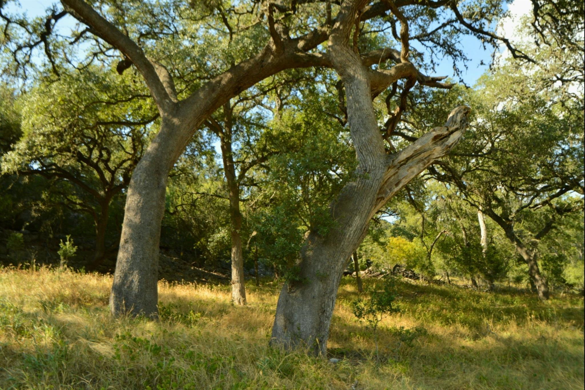 Lot 407 Palomino Springs Property Photo 5