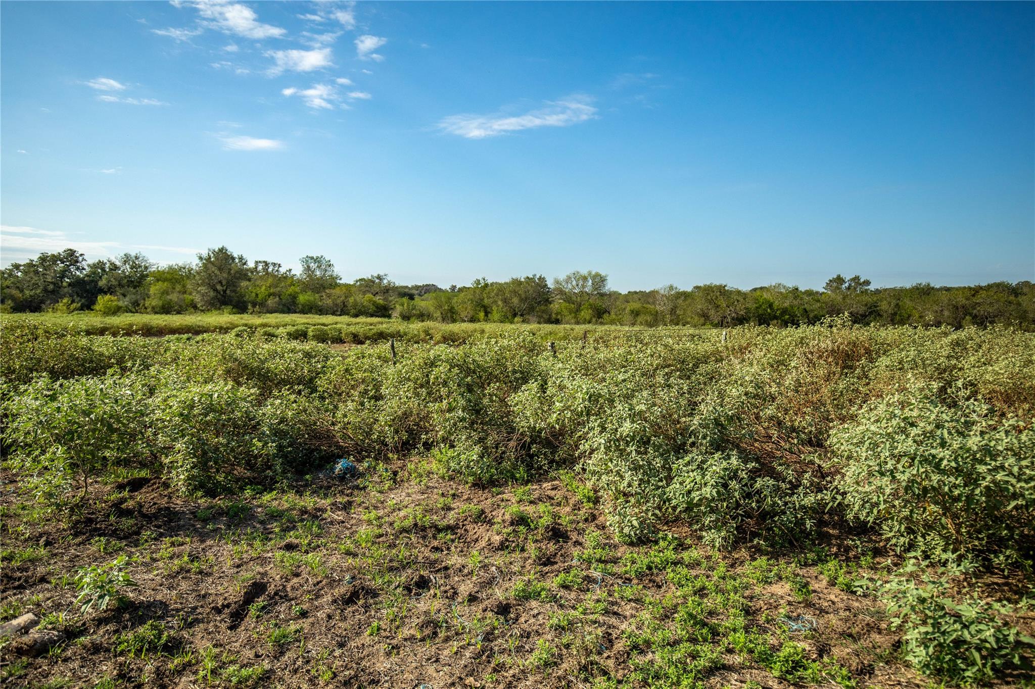 1116 Earl Williams Rd Property Photo 12
