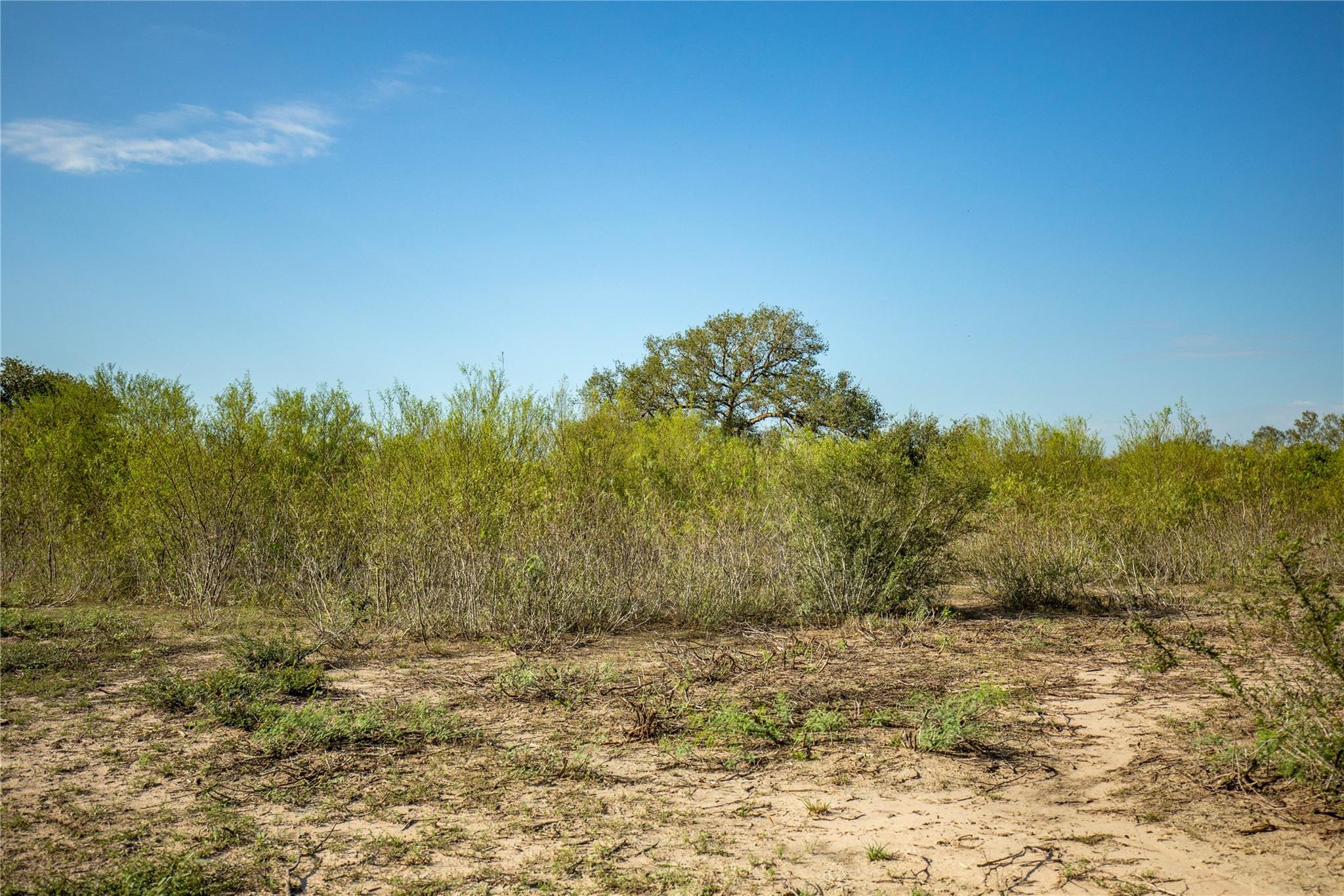 1116 Earl Williams Rd Property Photo 16