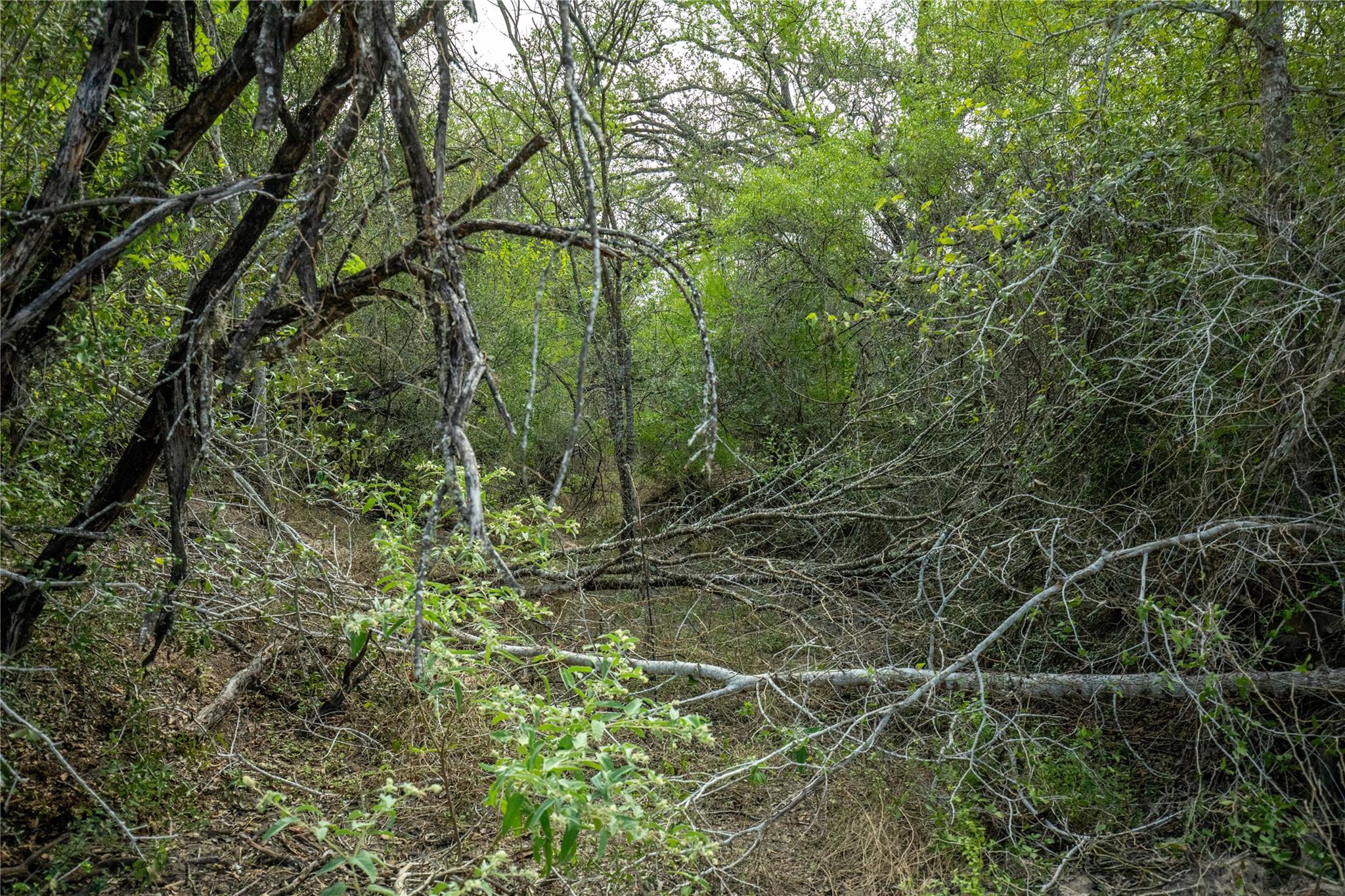 1116 Earl Williams Rd Property Photo 32
