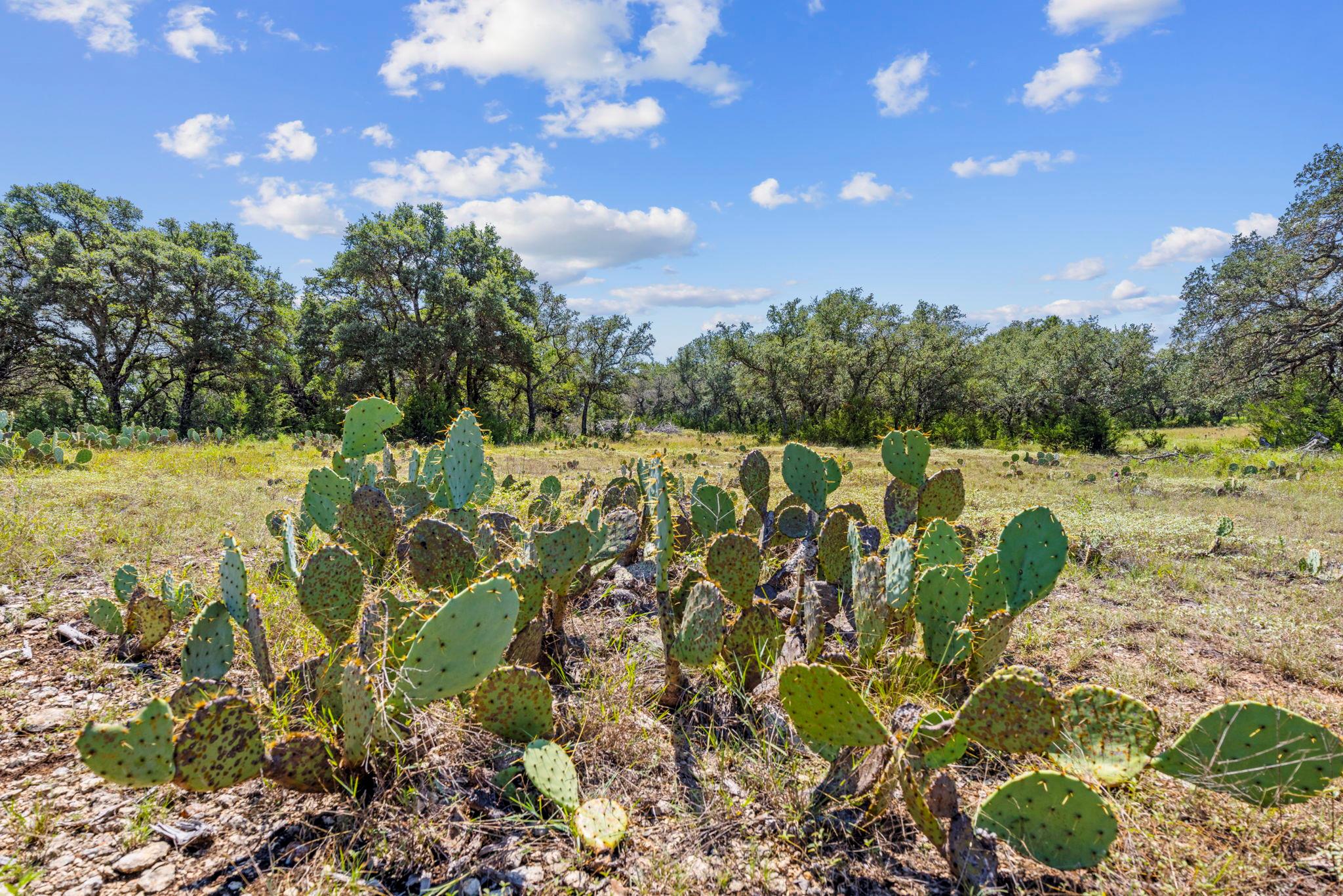 Lot 170 Heartleaf Dr Property Photo 9
