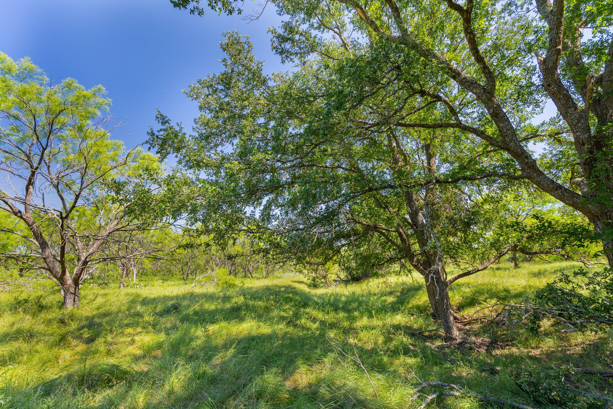 Tbd County Road 180 Covered Meadows Ranch Rd Property Photo 3