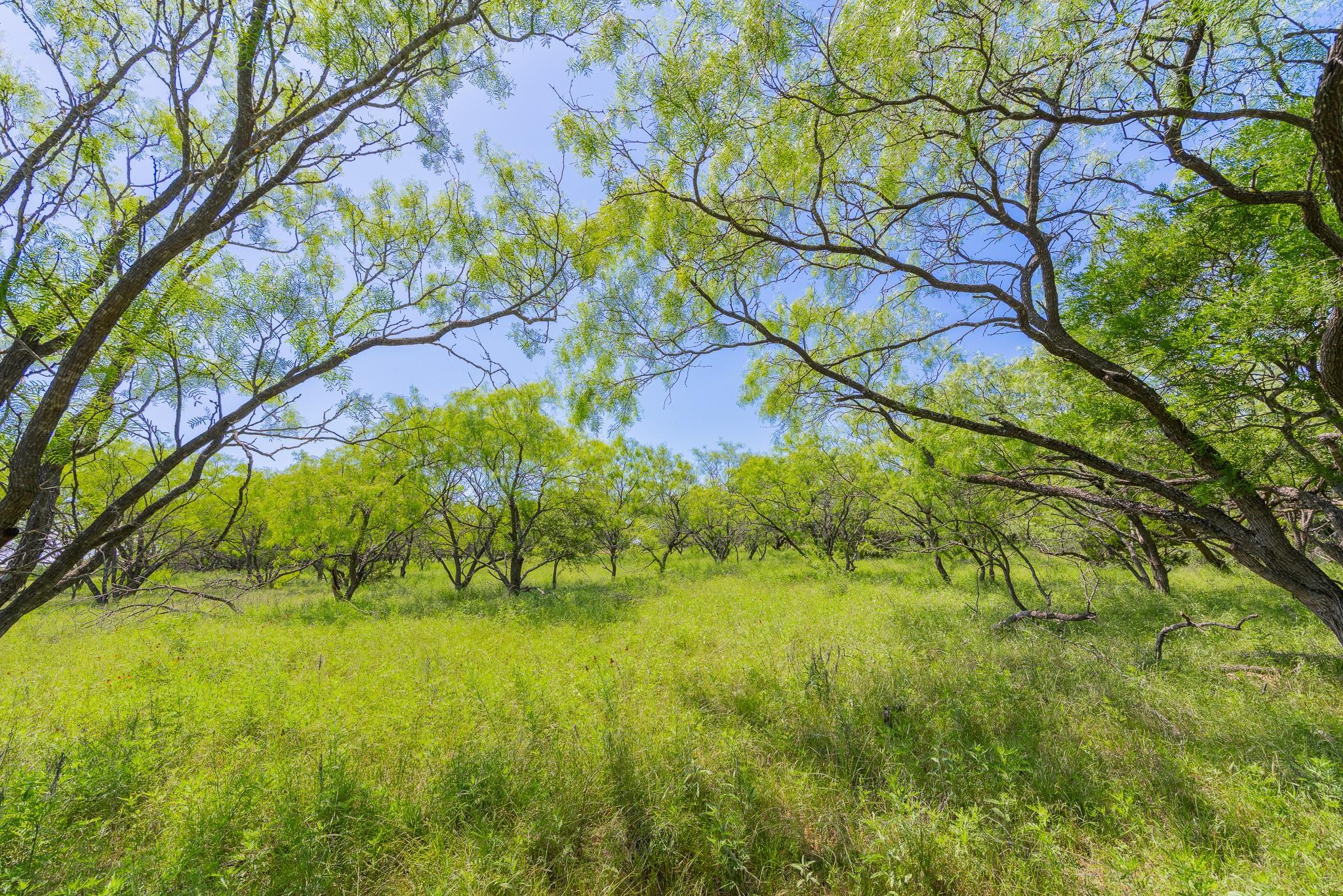 Tbd County Road 180 Covered Meadows Ranch Rd Property Photo 6