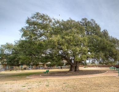 14001 Avery Ranch Blvd 1602 Property Photo 20