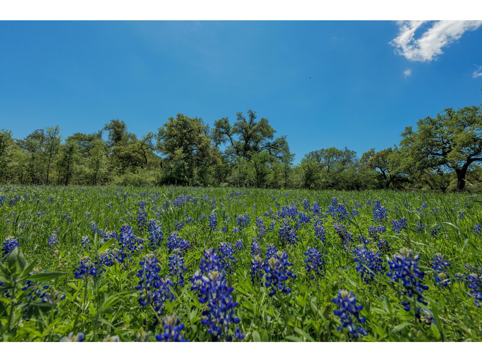 30201 Live Oak Trl Property Photo 29