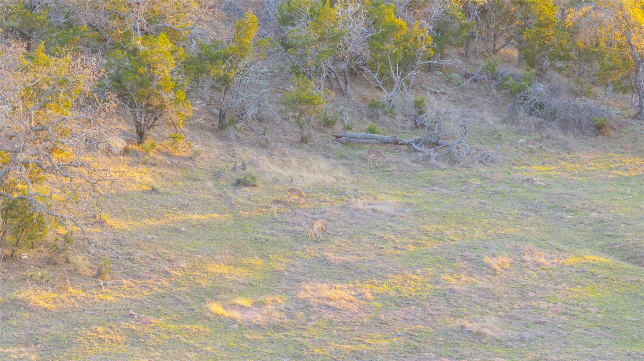 10070 Willow City Loop Property Photo 5