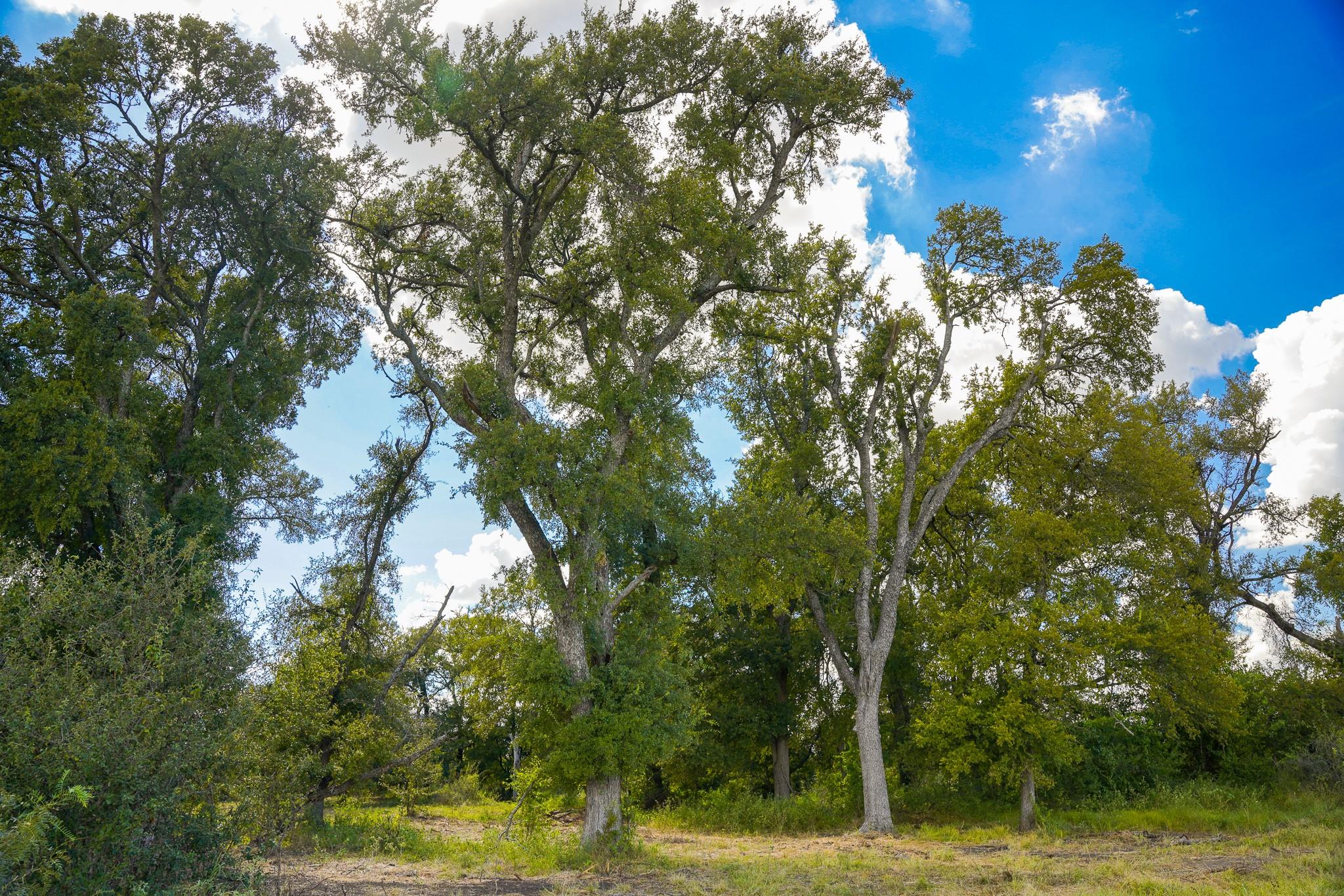 0 Cr 470 - Ctr Property Photo 28