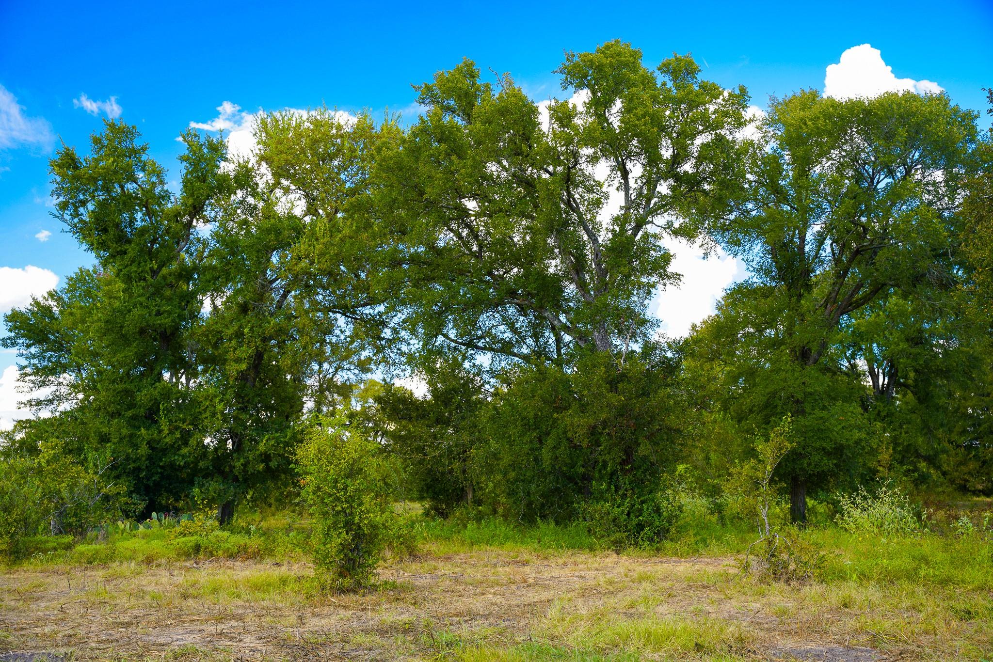 0 Tract 1 Cr 470 - Ctr Property Photo 27