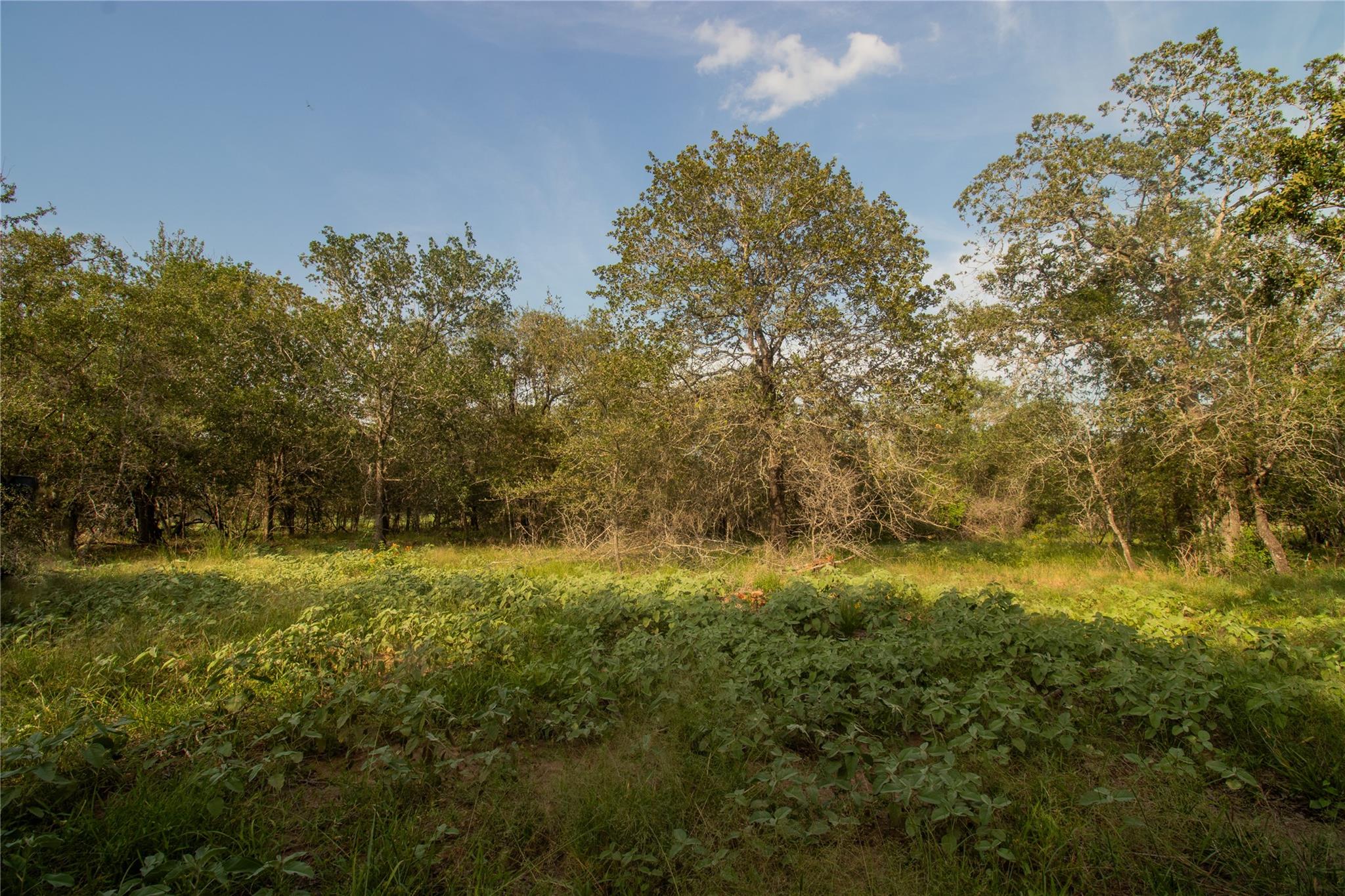 6562 Cross Rd Property Photo 6