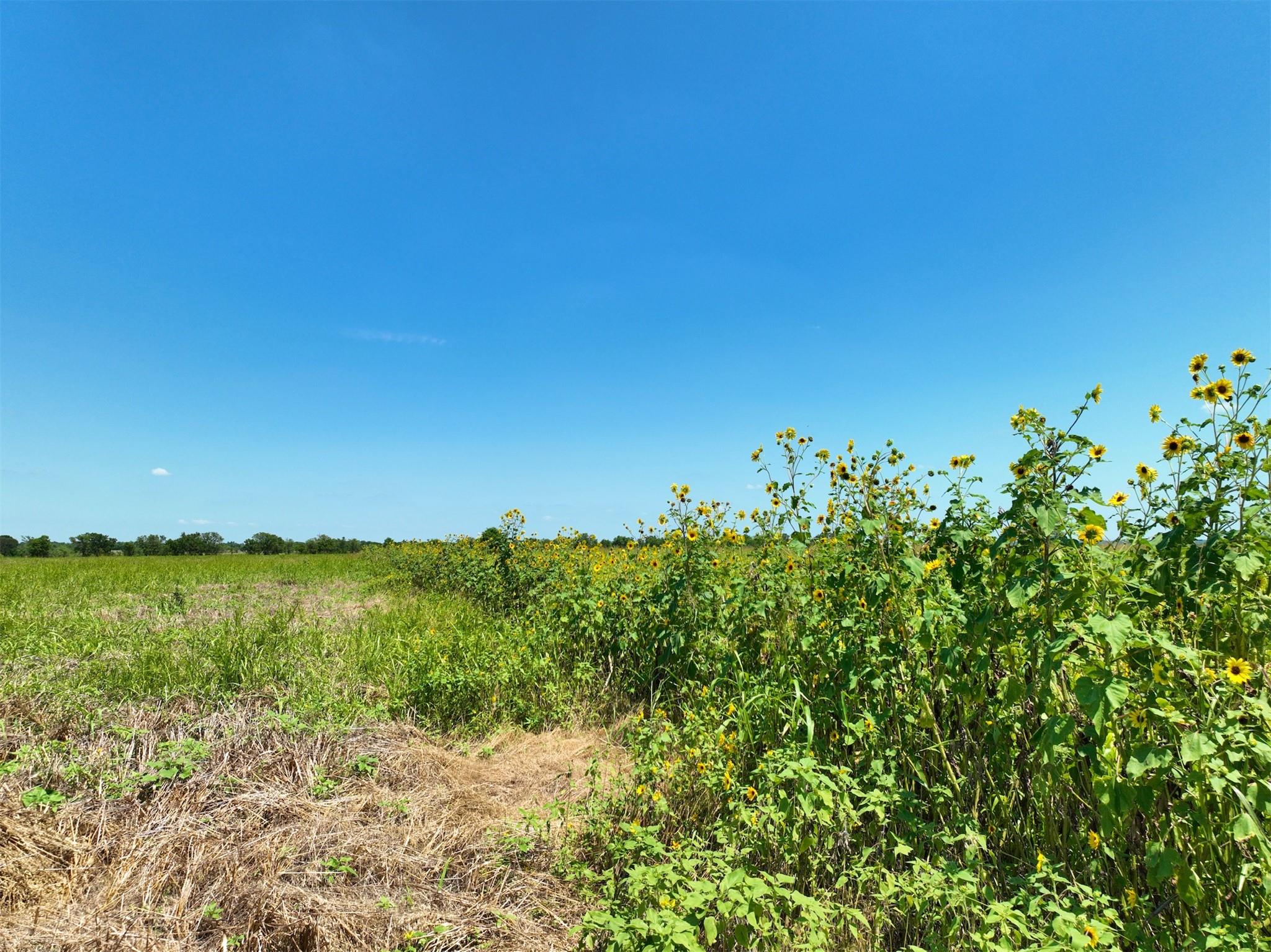 Lot 2 CR 142 Rd Property Photo 1