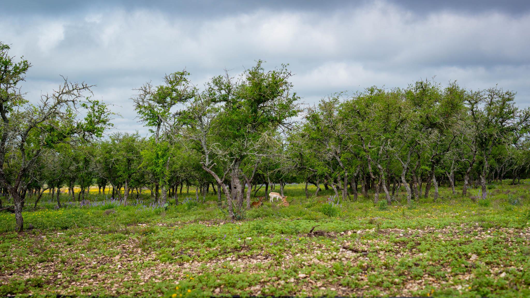 Tbd El Rincon Rd Property Photo 15