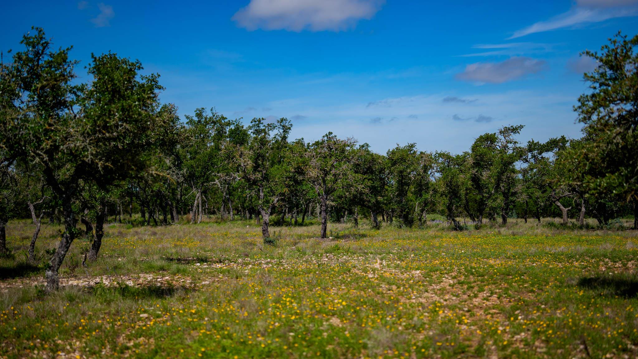 Tbd El Rincon Rd Property Photo 18