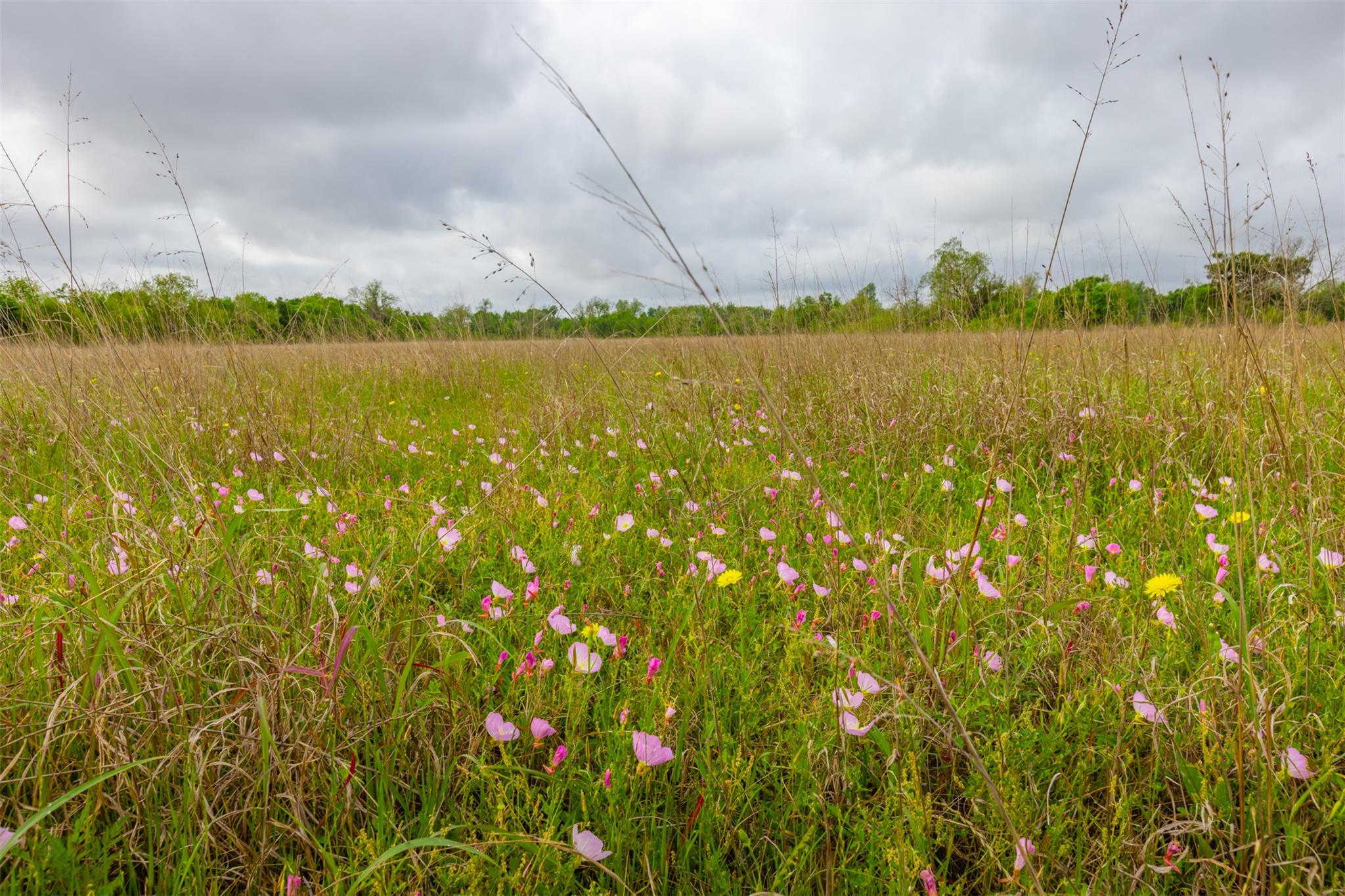 18.45 Acres Fm 1660 None Property Photo 22