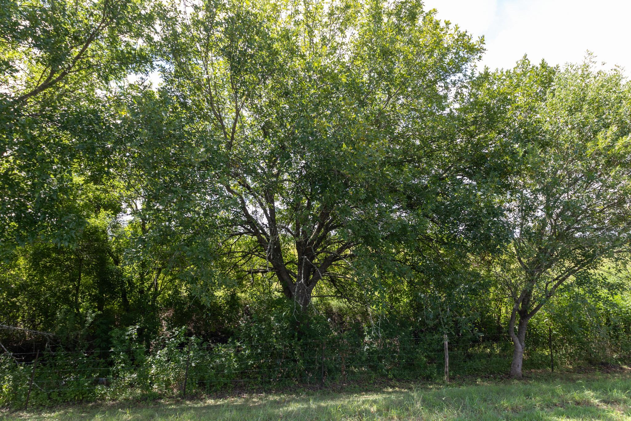 1508 Pendergrass St Property Photo 5