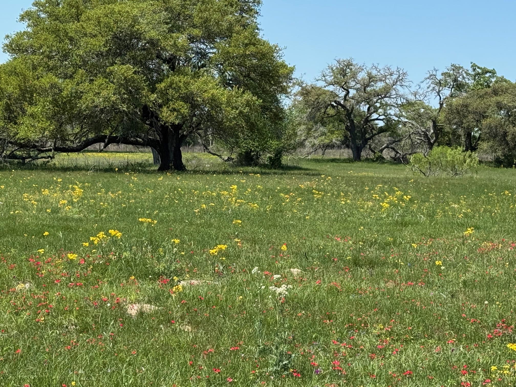 3817 Fm 154 Rd Property Photo 3