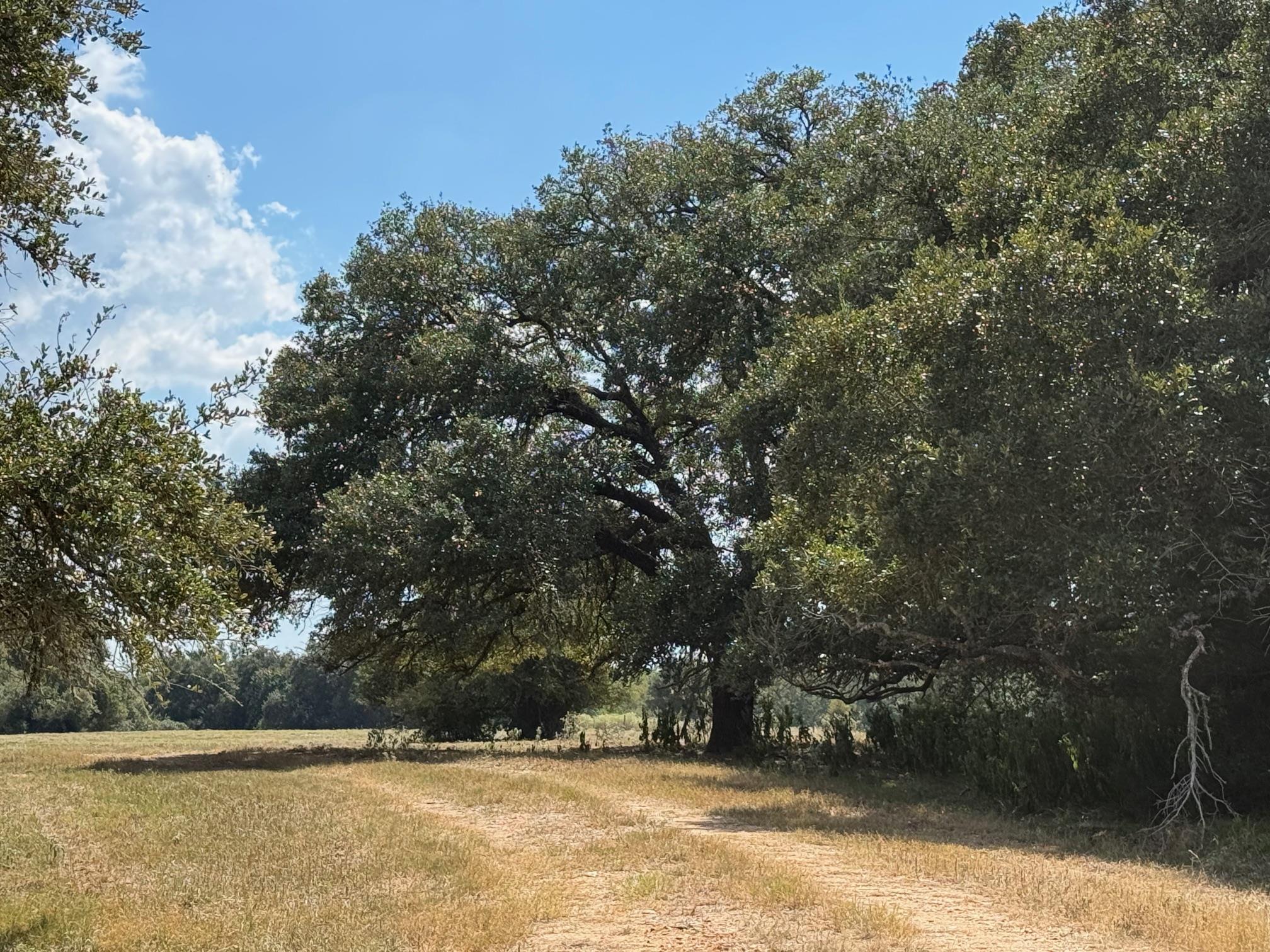 3817 Fm 154 Rd Property Photo 23
