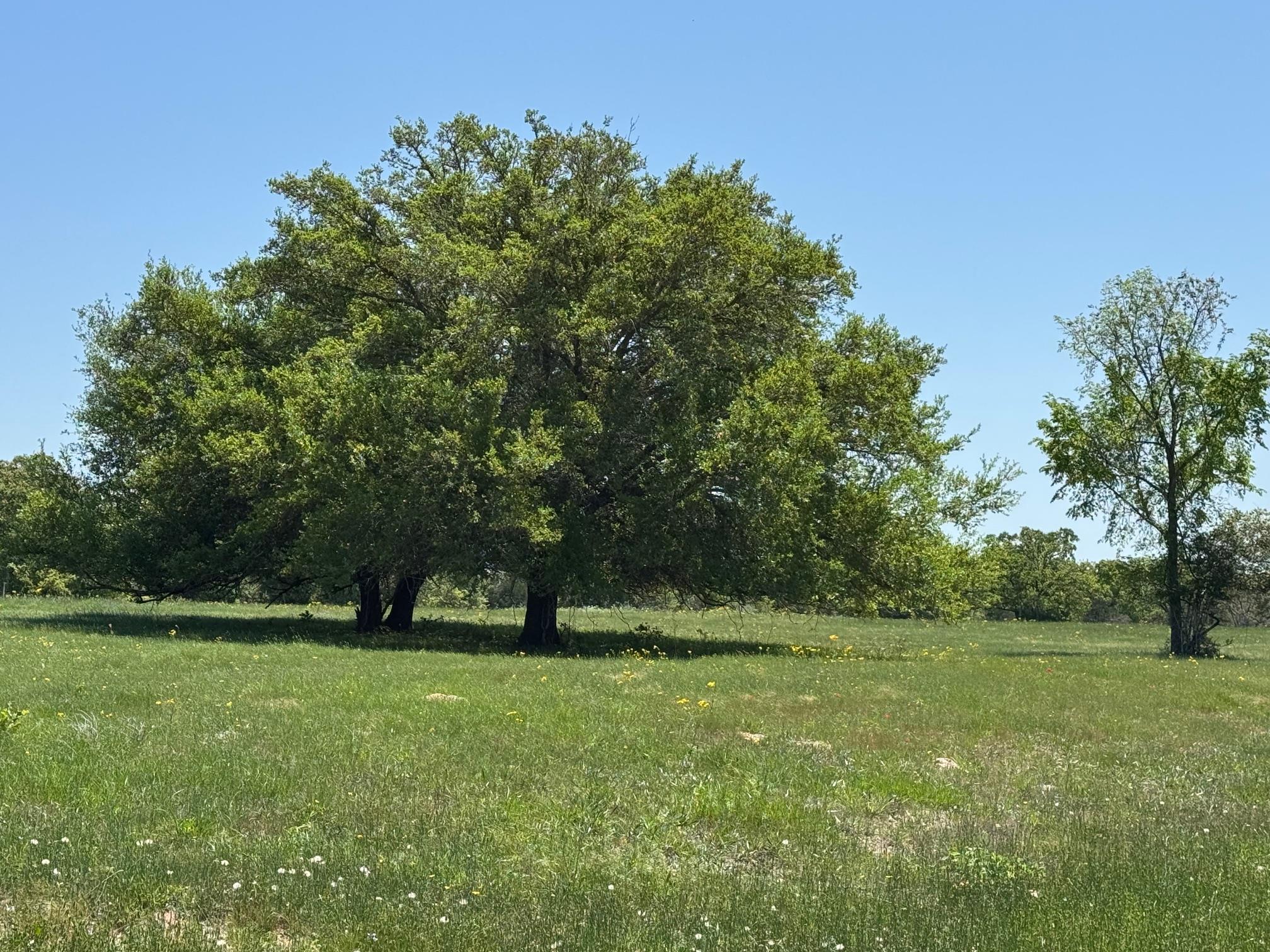 3817 Fm 154 Rd Property Photo 24