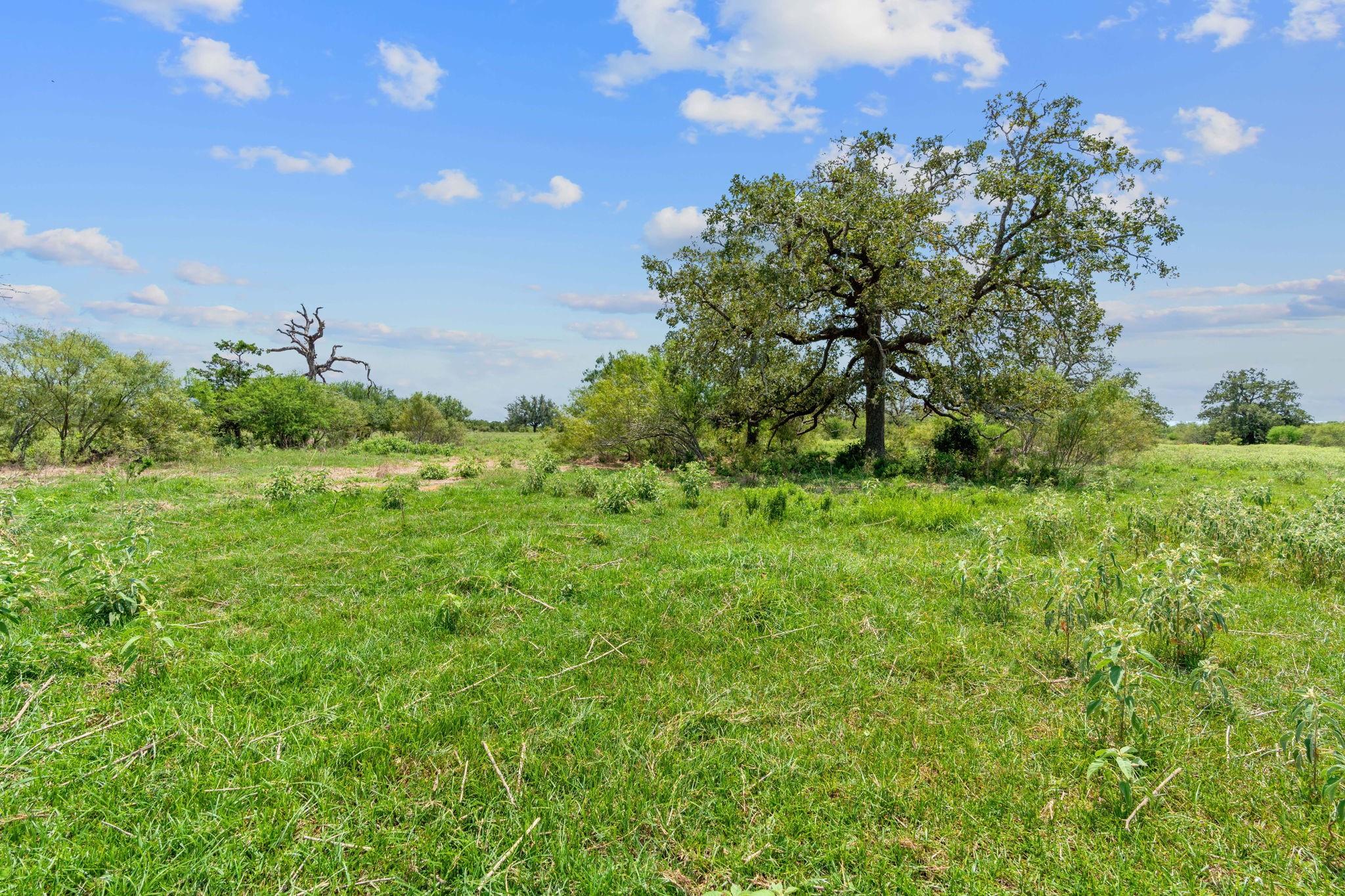 Lot 8 County Road 402 Property Photo 4