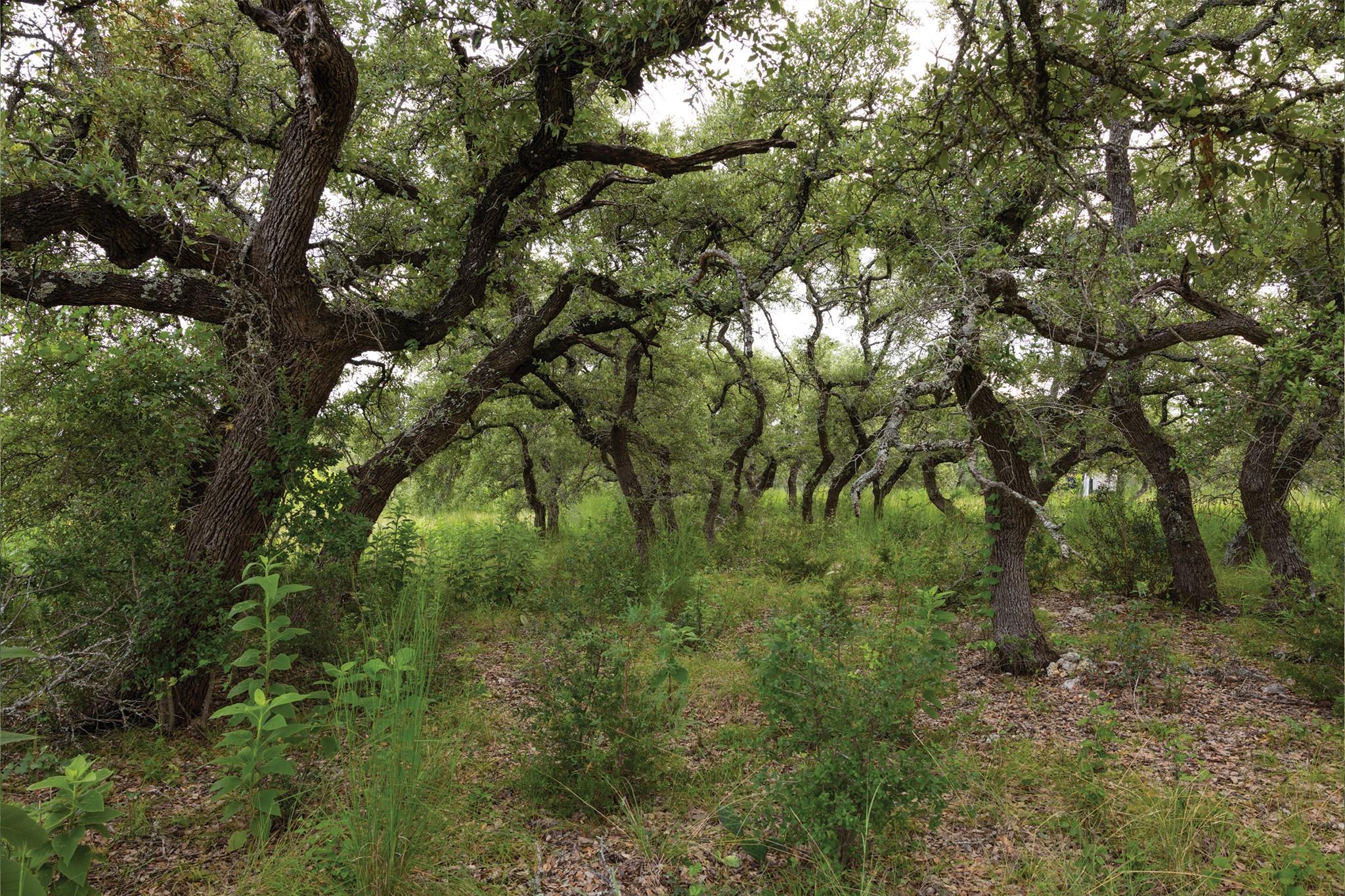 3149 Byrd Ranch Rd Property Photo 26