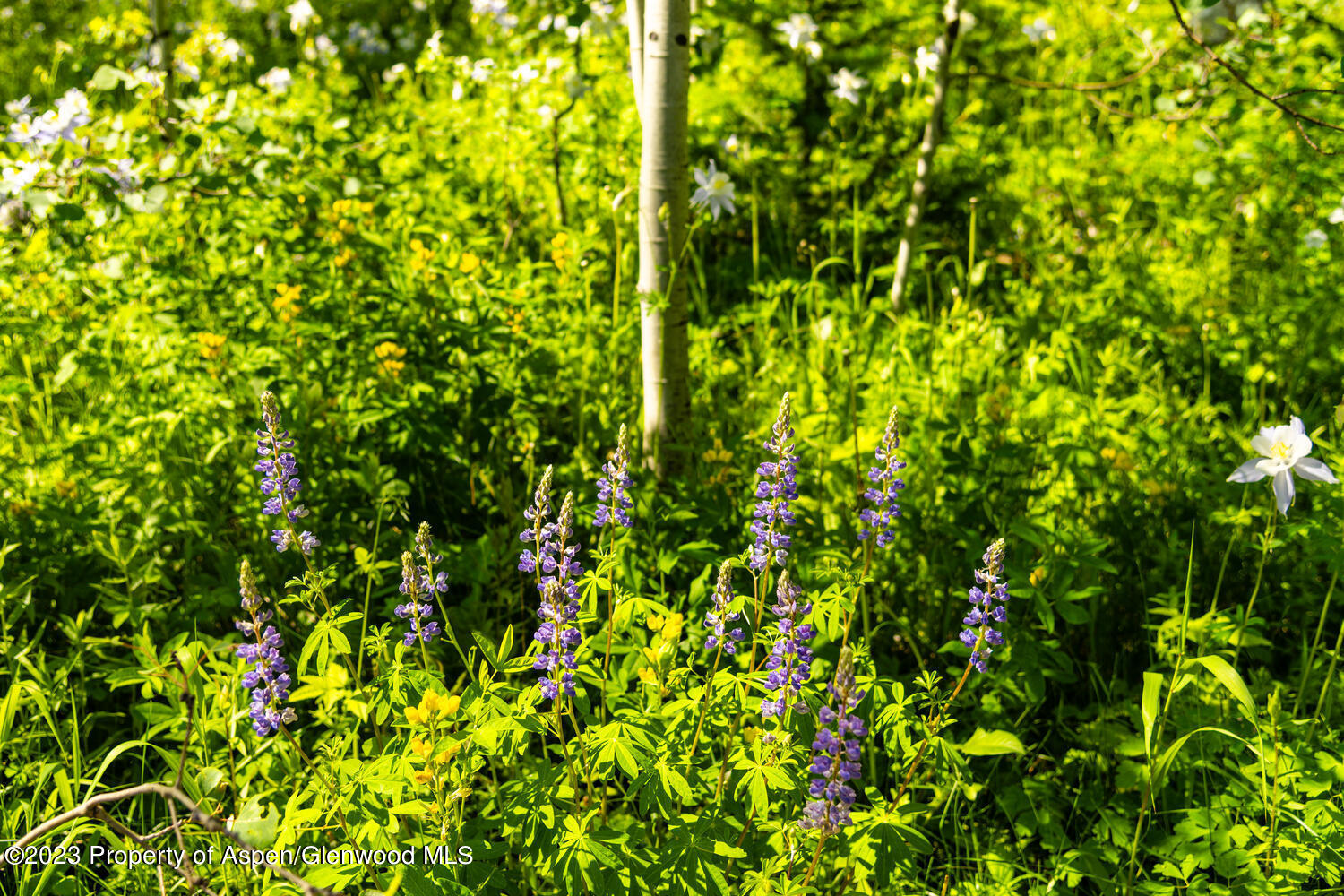 Tbd Black Diamond Mine Road Property Photo 65