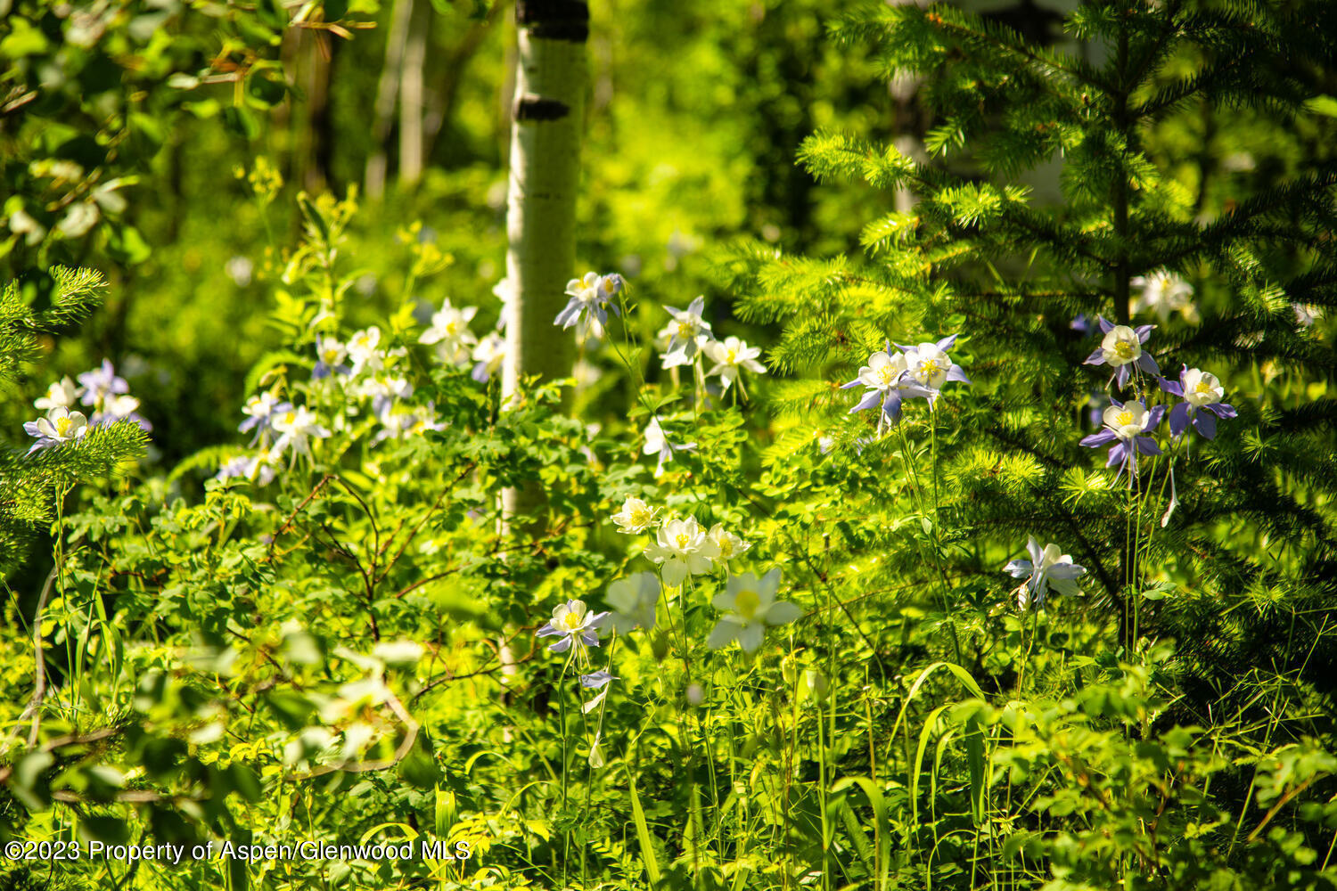 Tbd Black Diamond Mine Road Property Photo 66