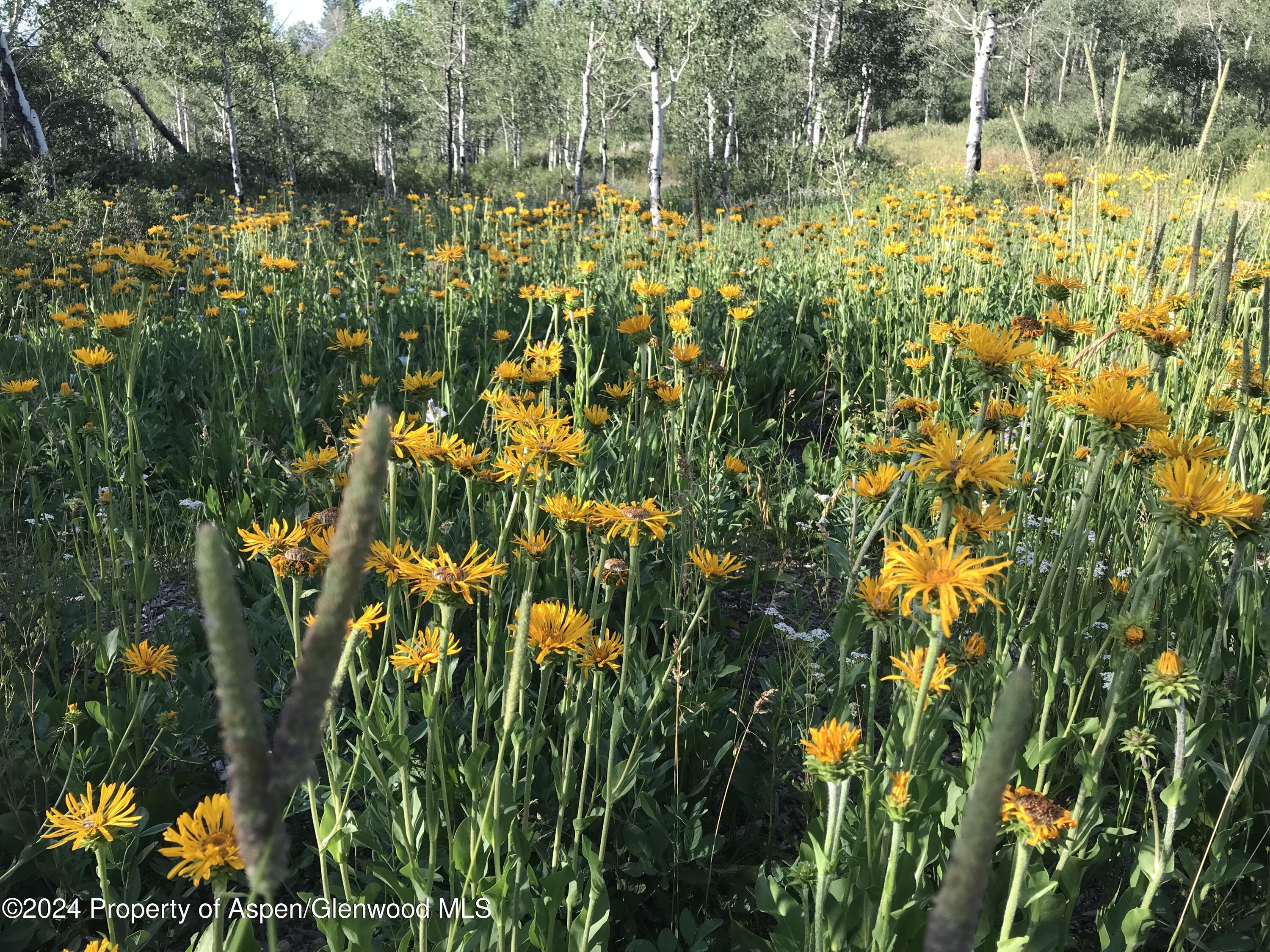 Lot 16b Mountain Springs Road Property Photo 6