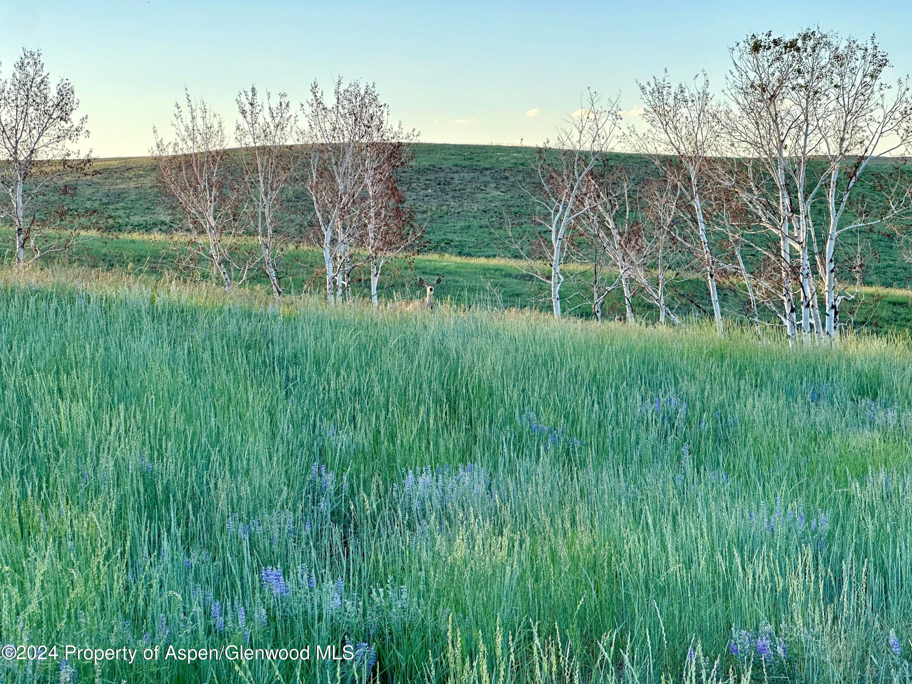 Tbd County Road 5 Property Photo 18