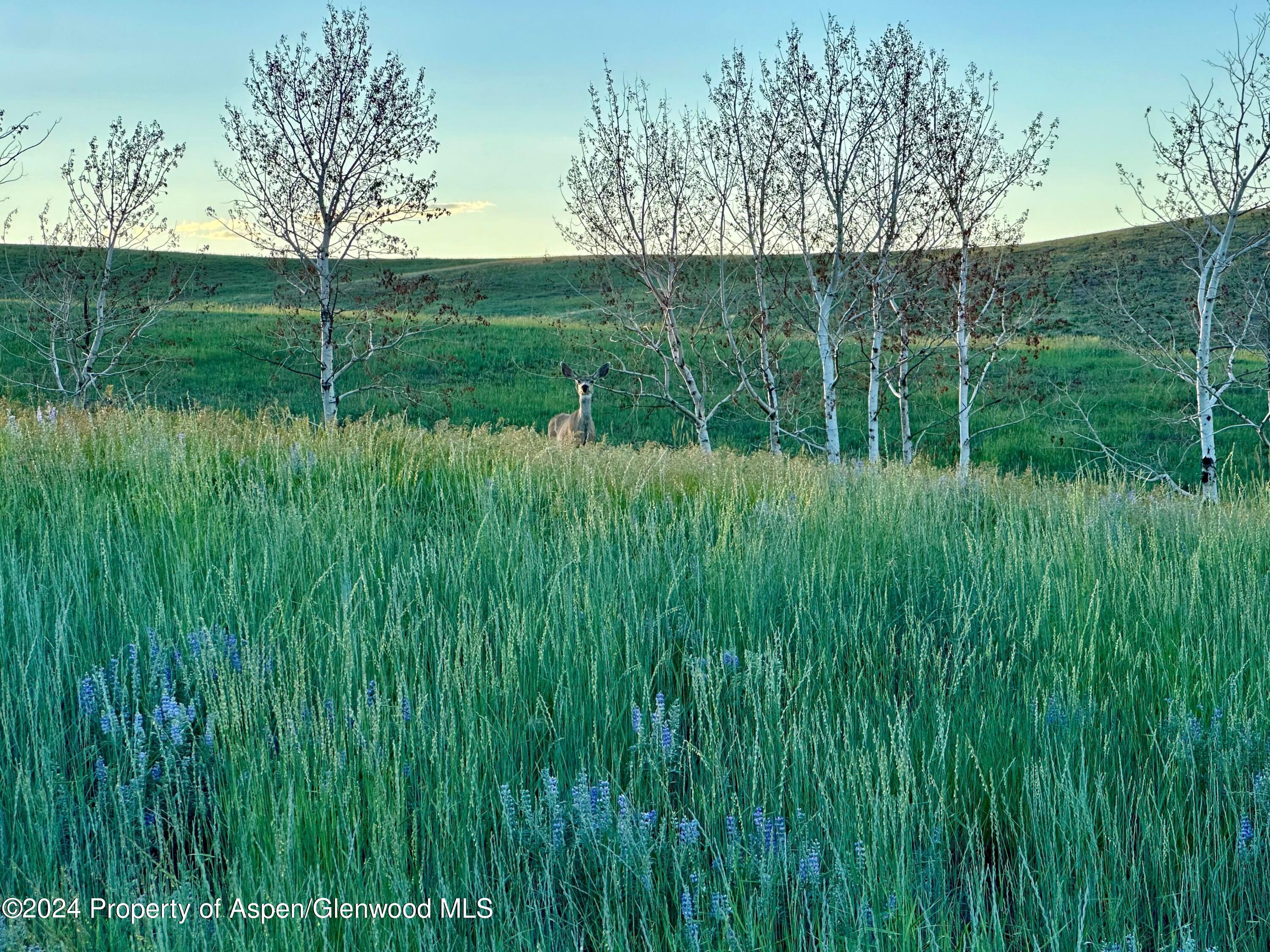 Tbd County Road 5 Property Photo 19