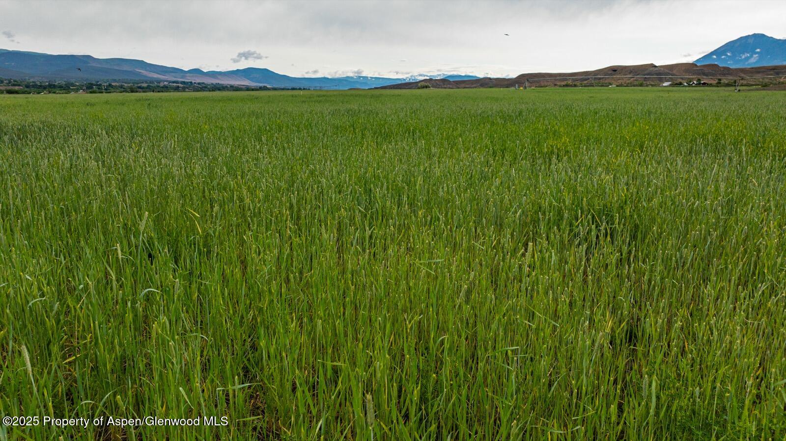 8015 Scenic Mesa Road Property Photo 17