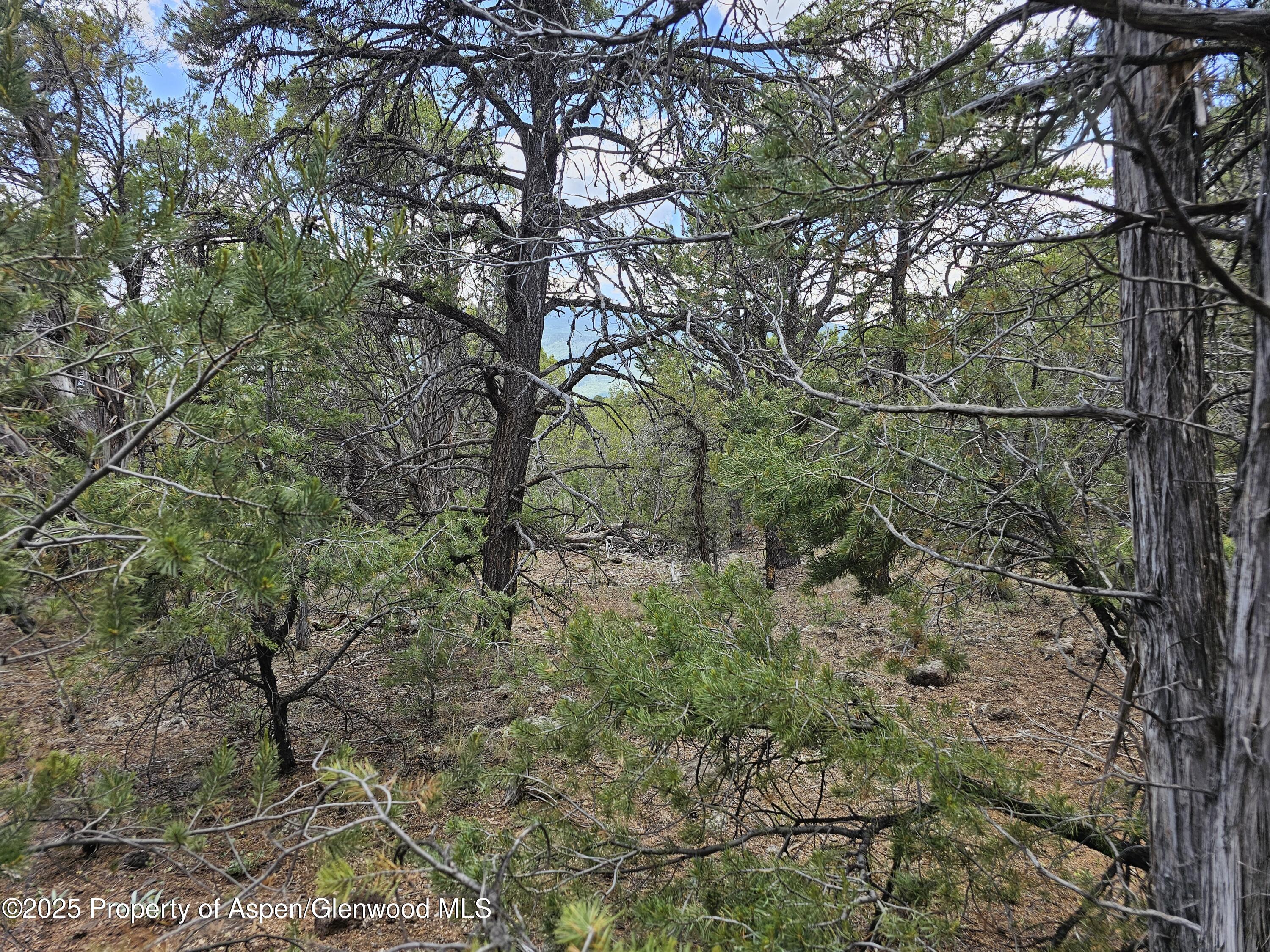 3221 Elk Springs Drive Property Photo 2