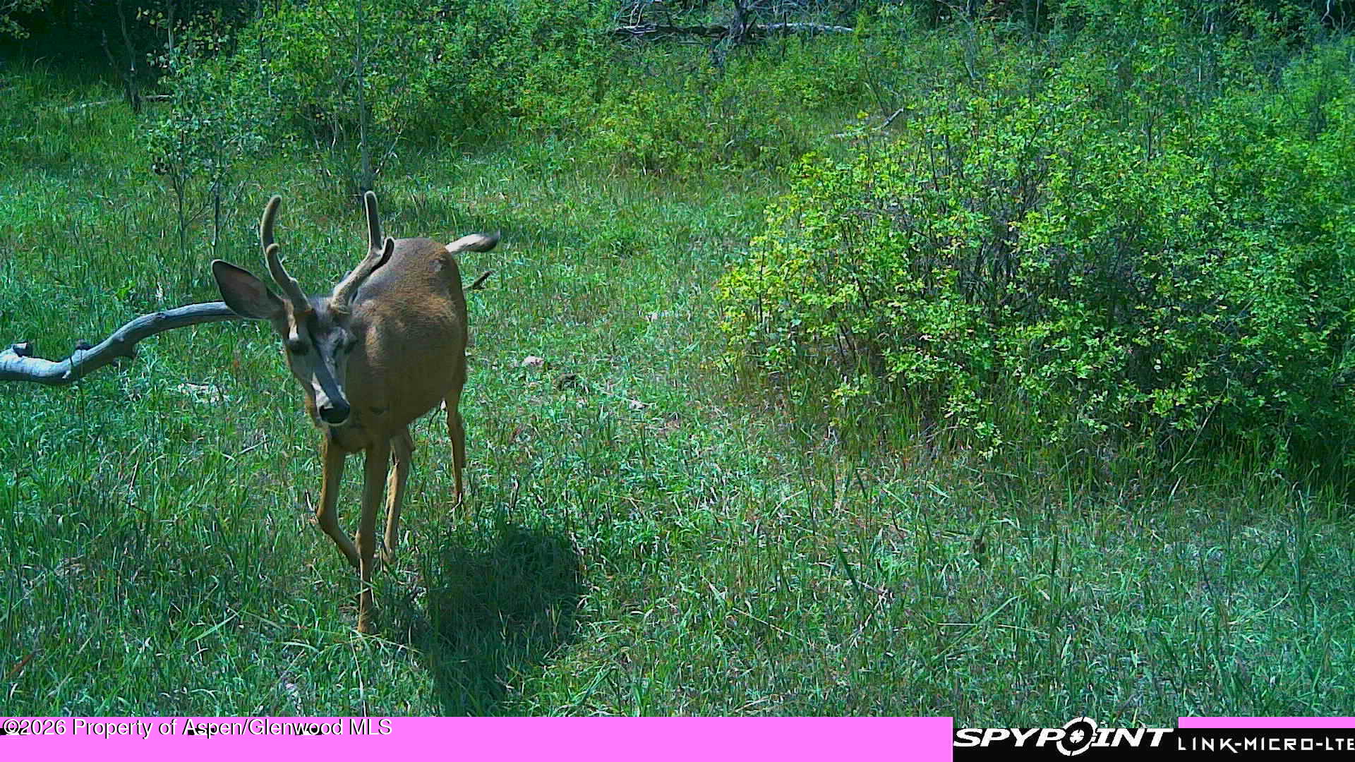 Tbd County Road 313 Property Photo 9
