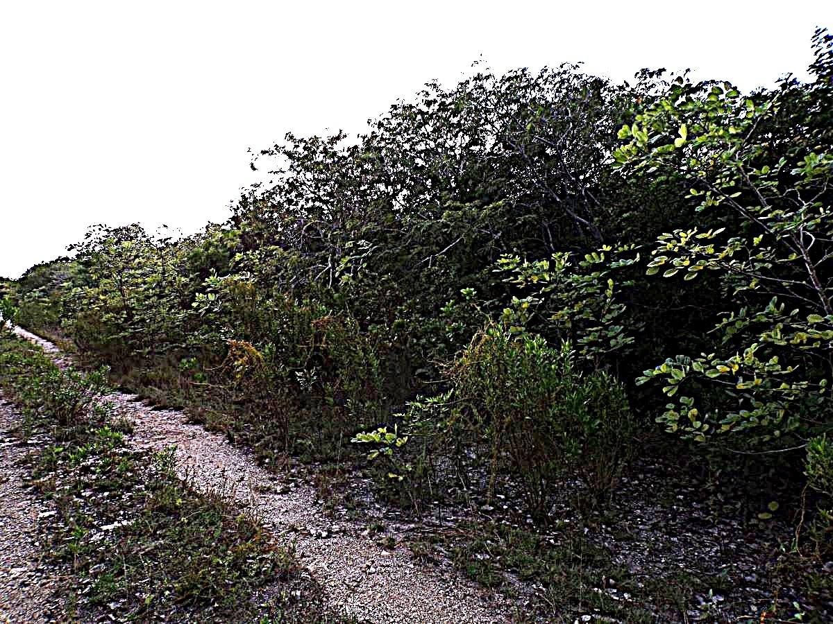 Plot# 11 O'neils Property Photo 1
