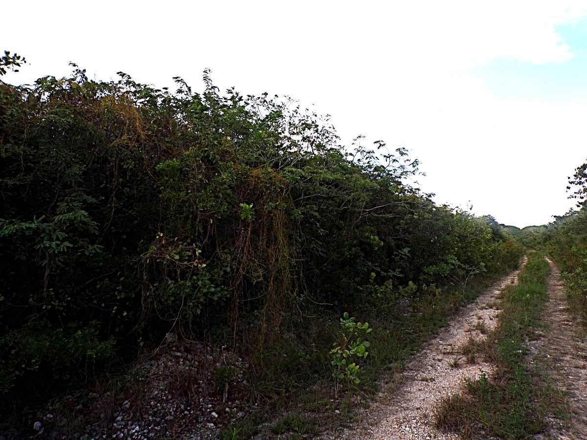 Plot# 20 O'neil's Property Photo 1